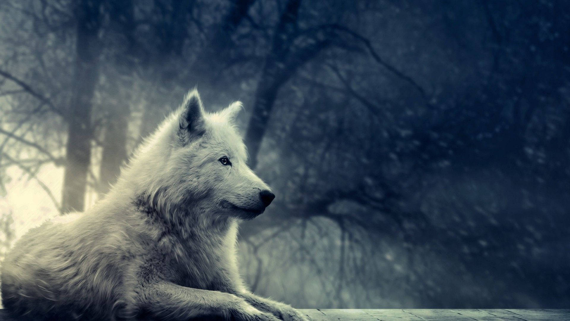 Download Wolf Wallpaper
