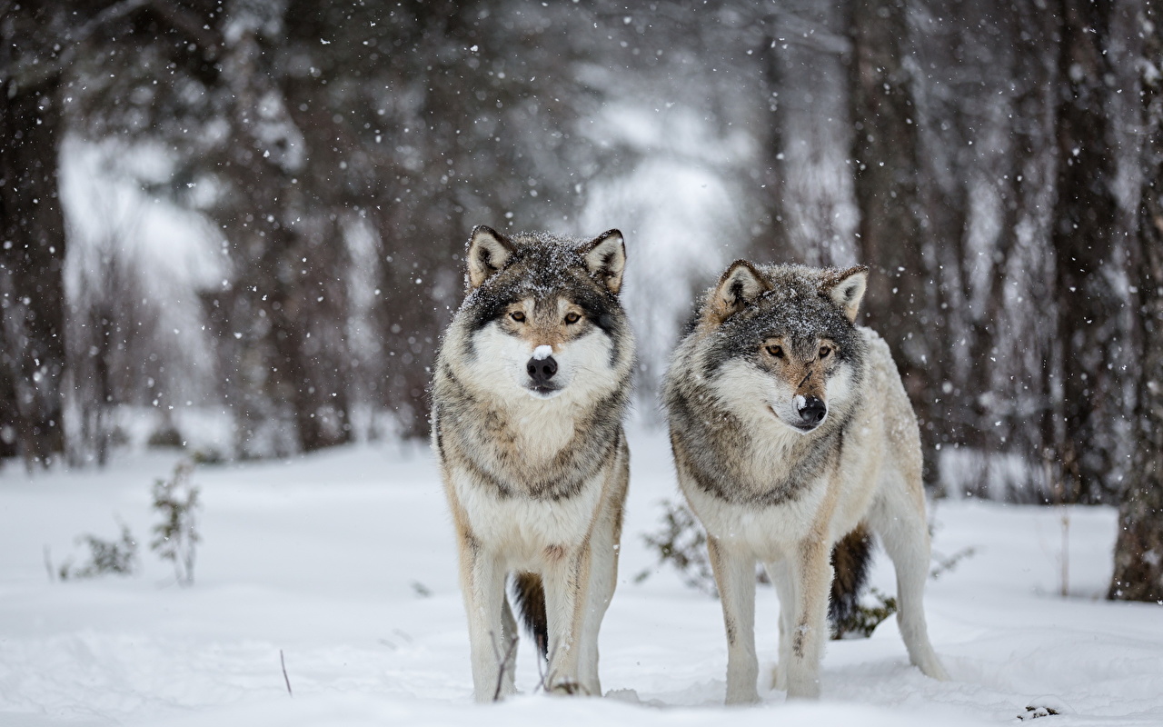 Photo wolf Two Winter Snow animal