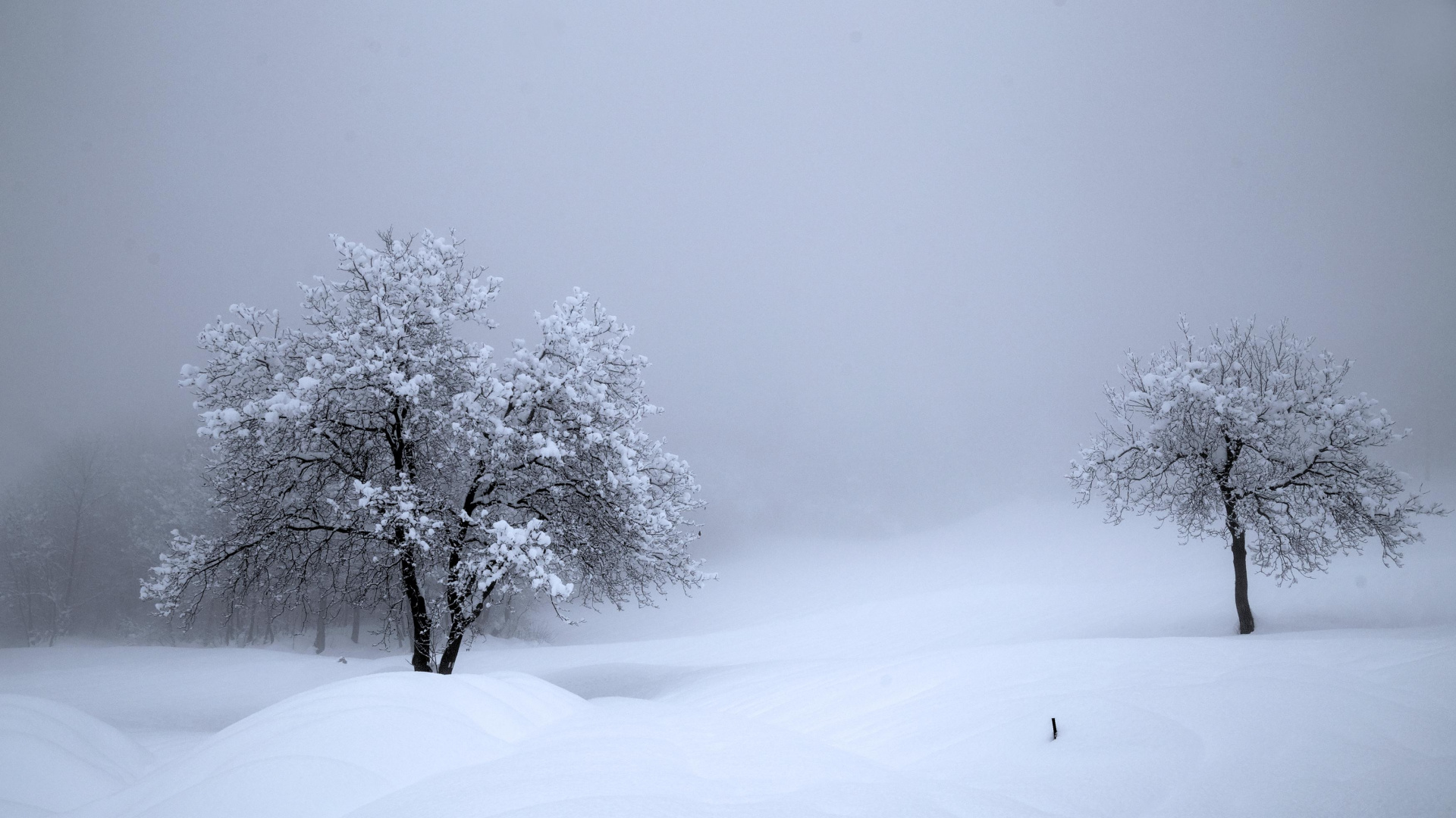 Snow Winter Atmosphere Cloud Tree Full HD