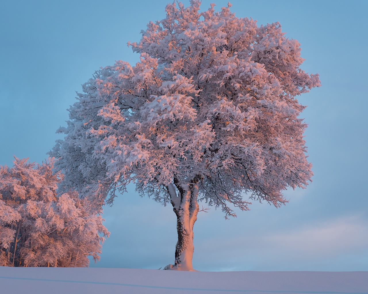 Nature Snow Winter Tree Wallpaper