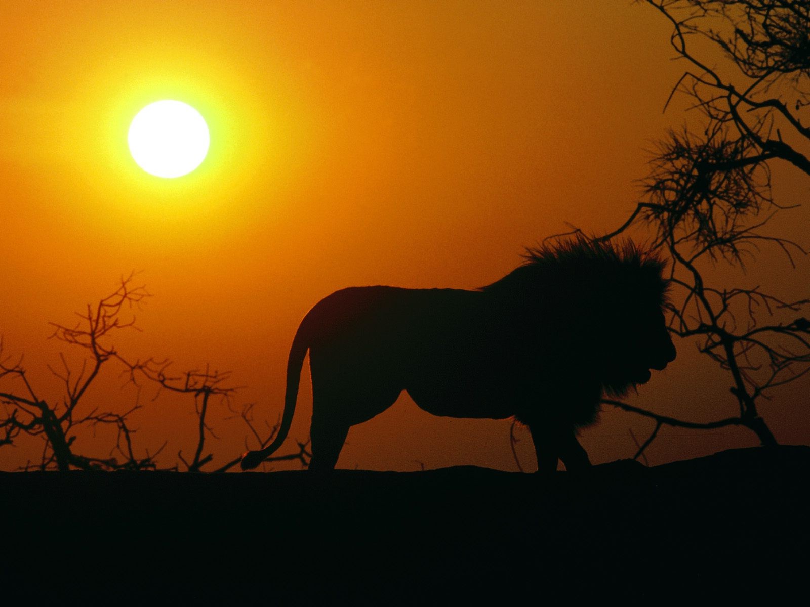 animals, Lion, Sunset, Sun, Silhouette Wallpaper HD / Desktop and Mobile Background