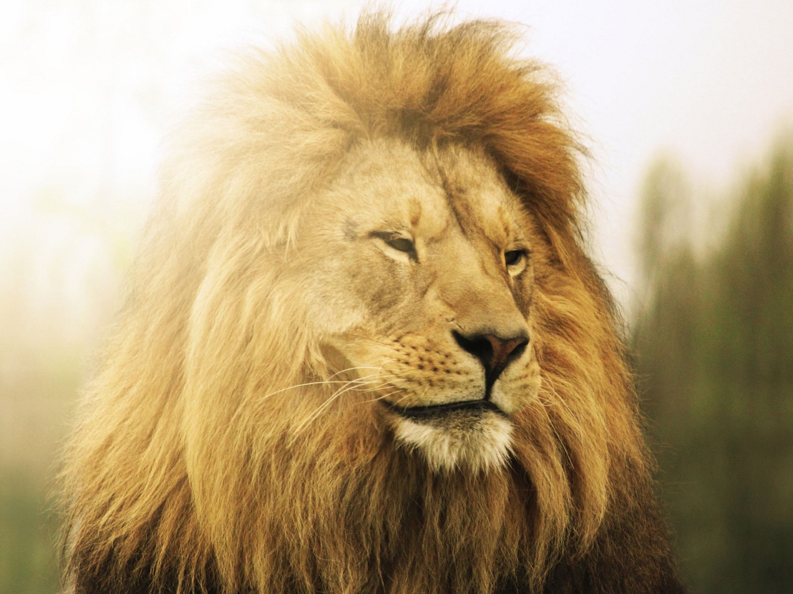 Wallpaper Lion in sun 1920x1200 HD Picture, Image