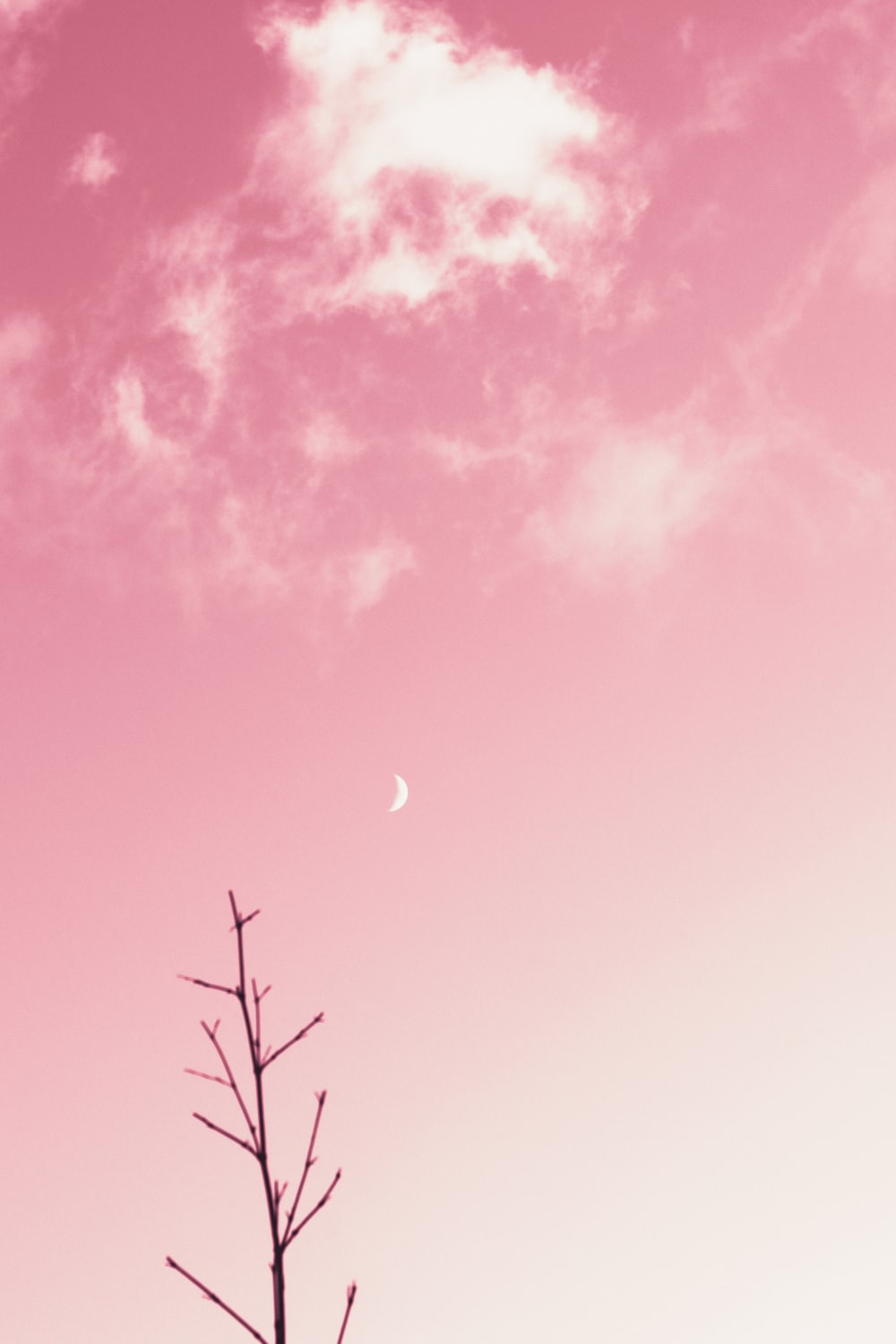 Pink Background Image: Download HD Background