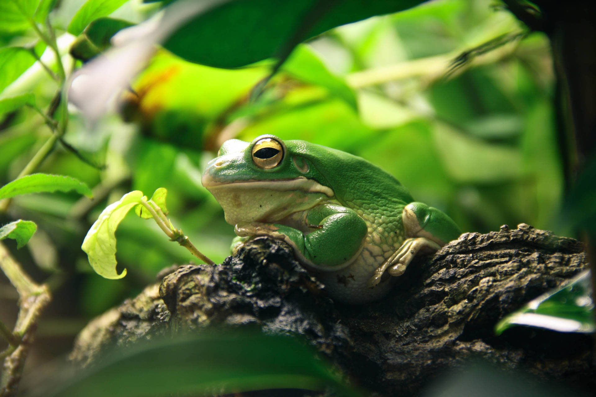 Download Green Frog On Tree Branch Wallpaper