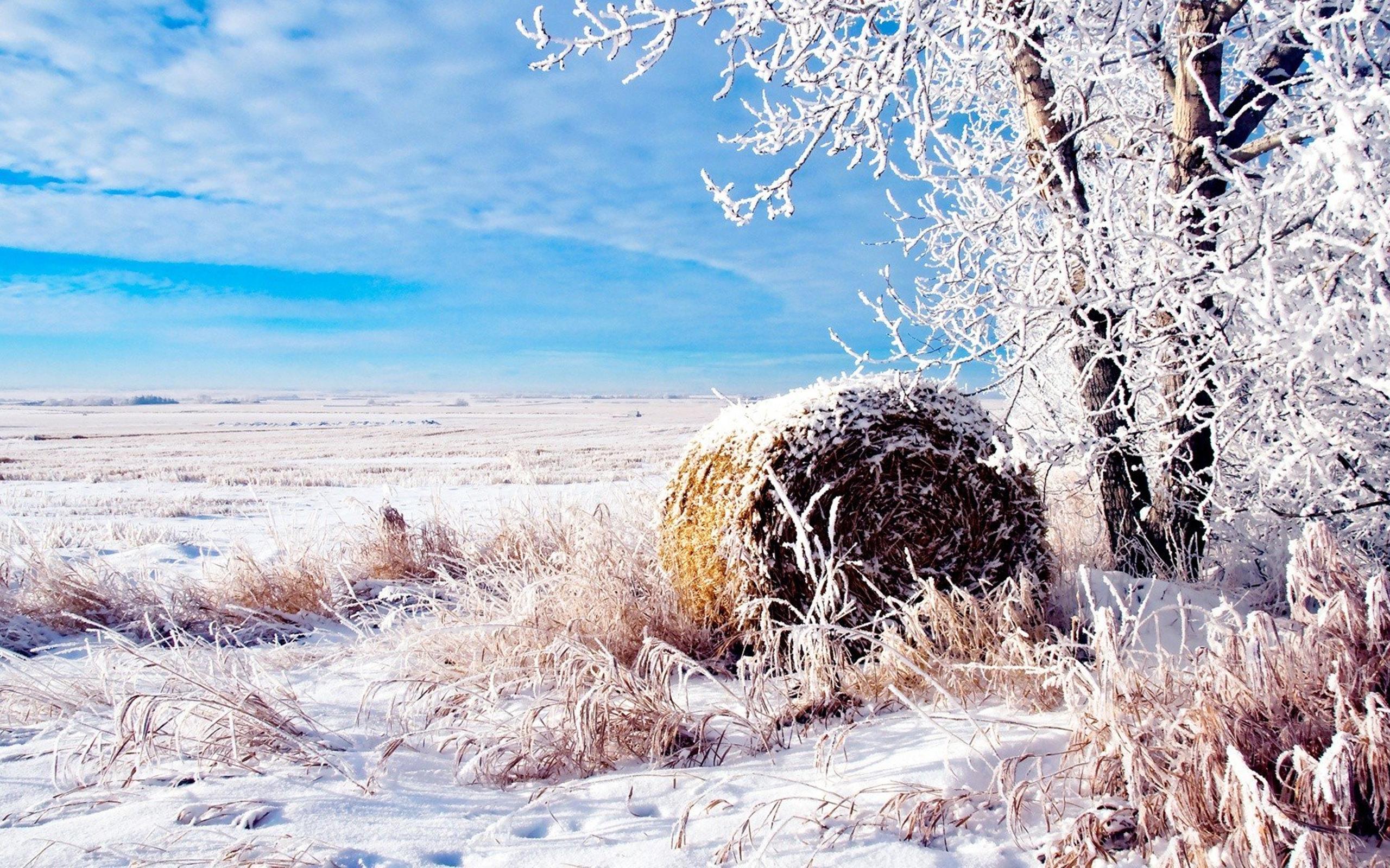 Winter landscape white field