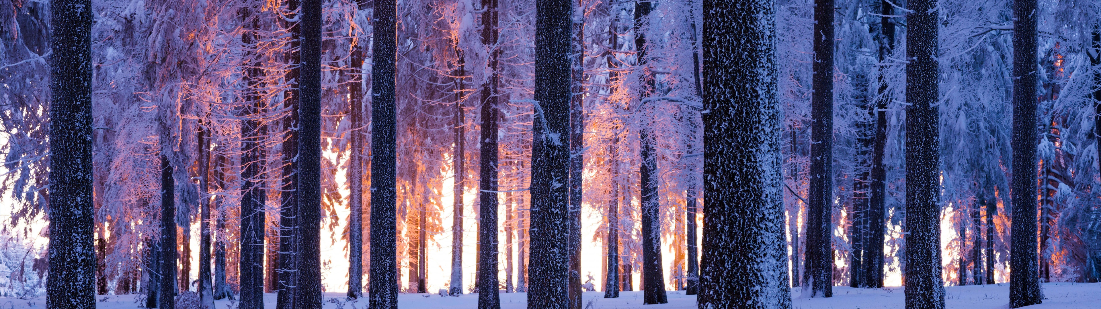 Forest Wallpaper 4K, Winter, Snowy, Nature