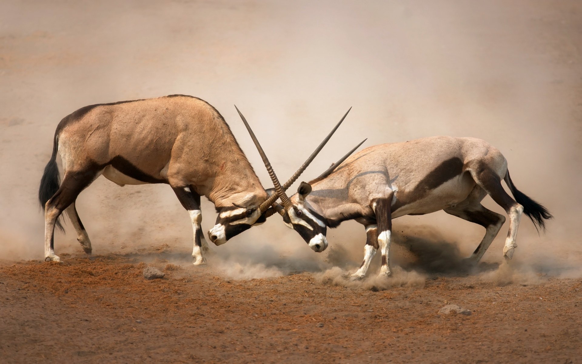 Gemsbok HD Wallpaper and Background