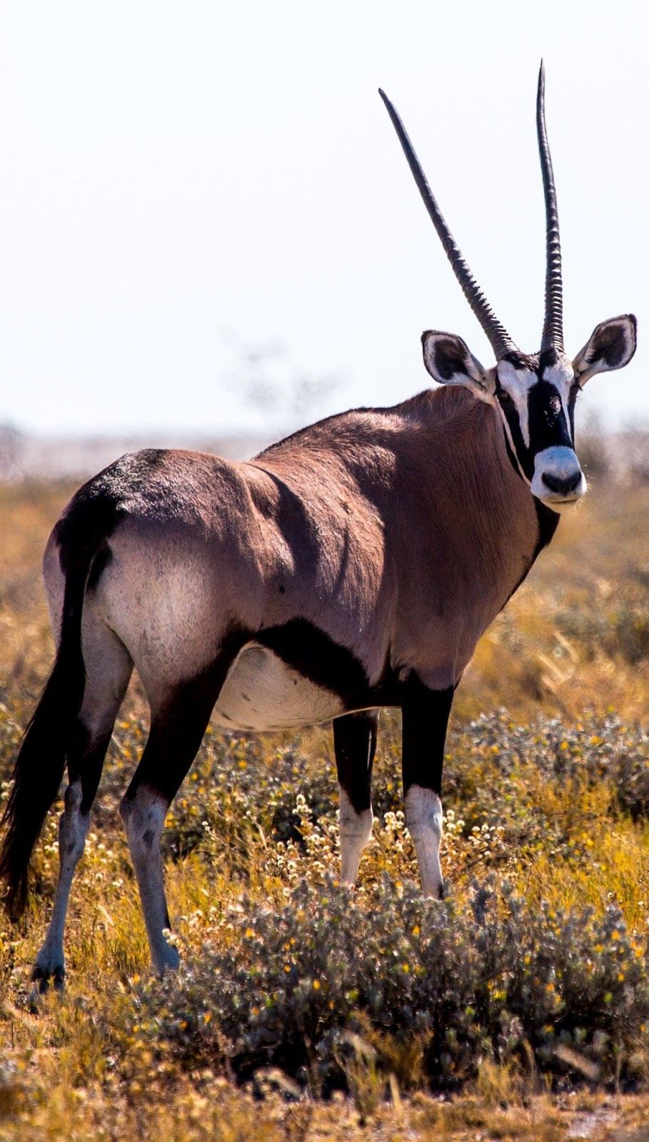 About Wild Animals: Photo of a gemsbok. Africa animals, Wild animal wallpaper, Nature animals