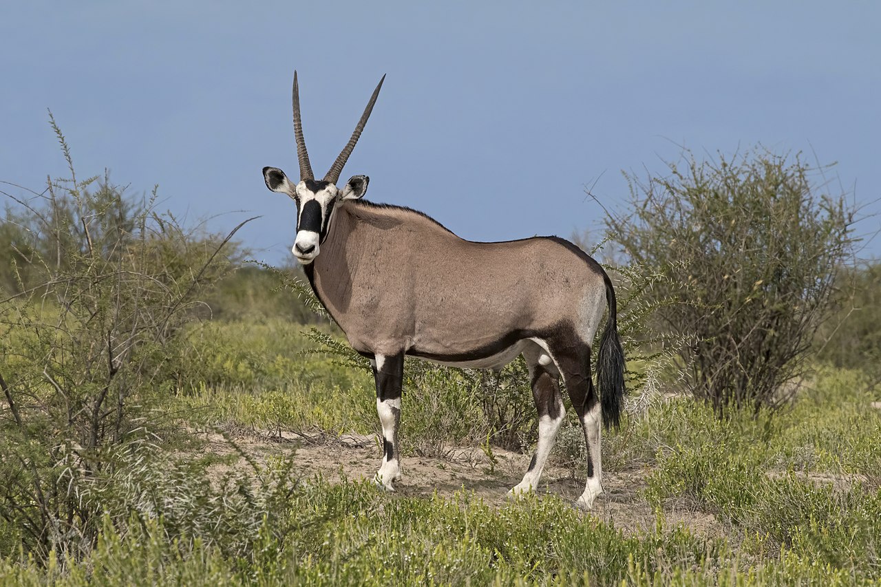 Gemsbok (Oryx gazella)