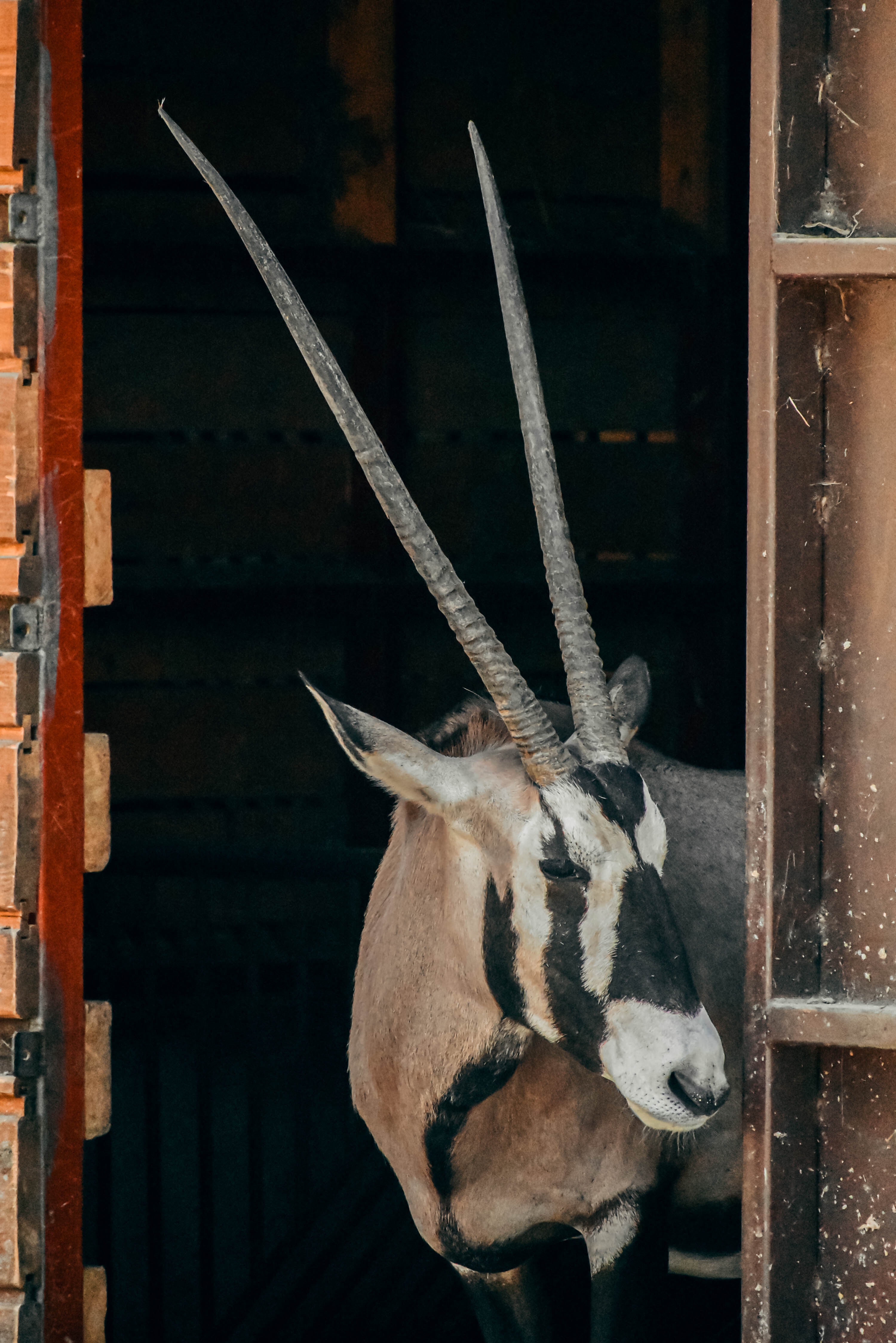 Gemsbok Photo, Download Free Gemsbok & HD Image
