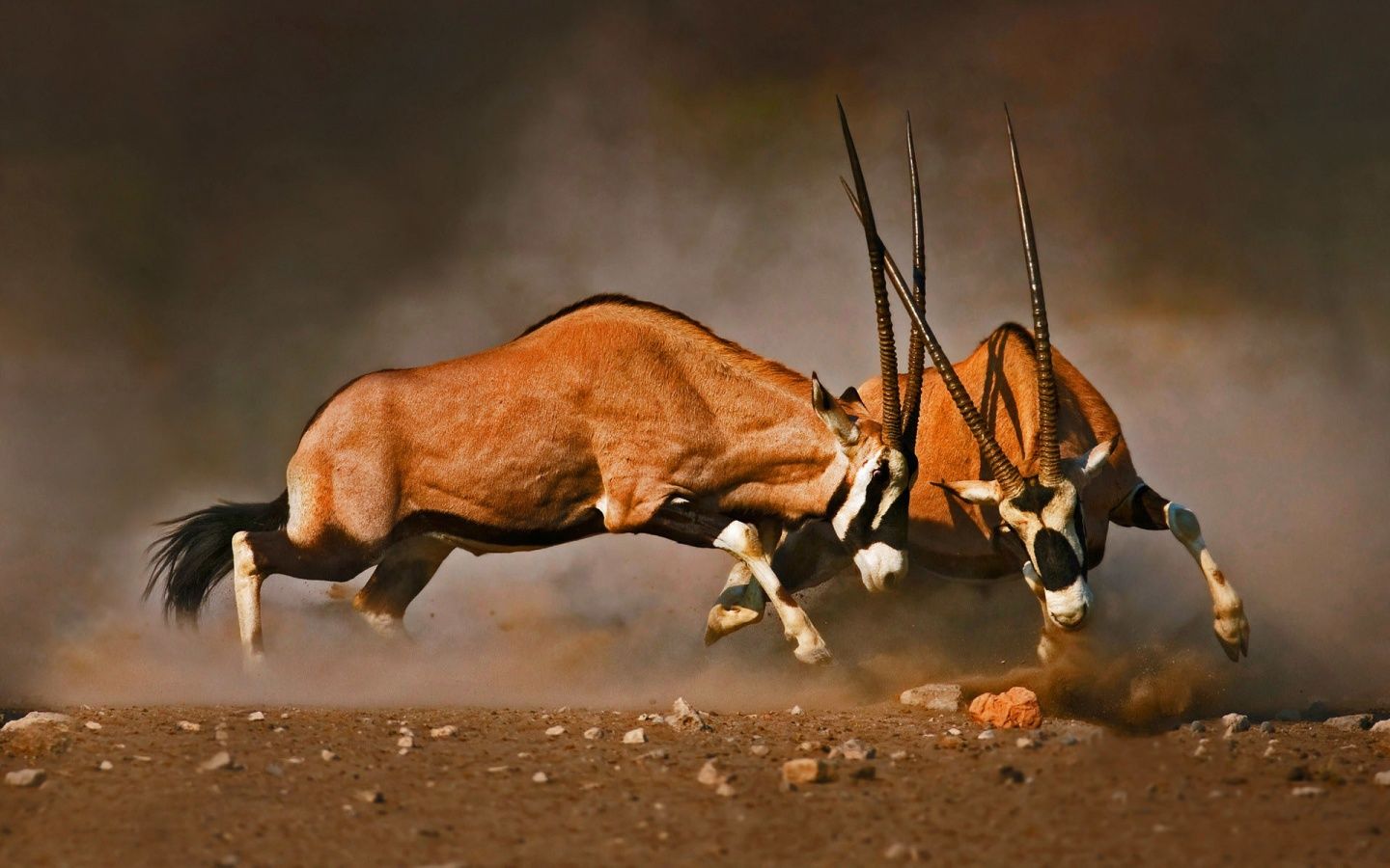 Antelope Fight Wallpaper. Animals, Mammals, Wildlife photography