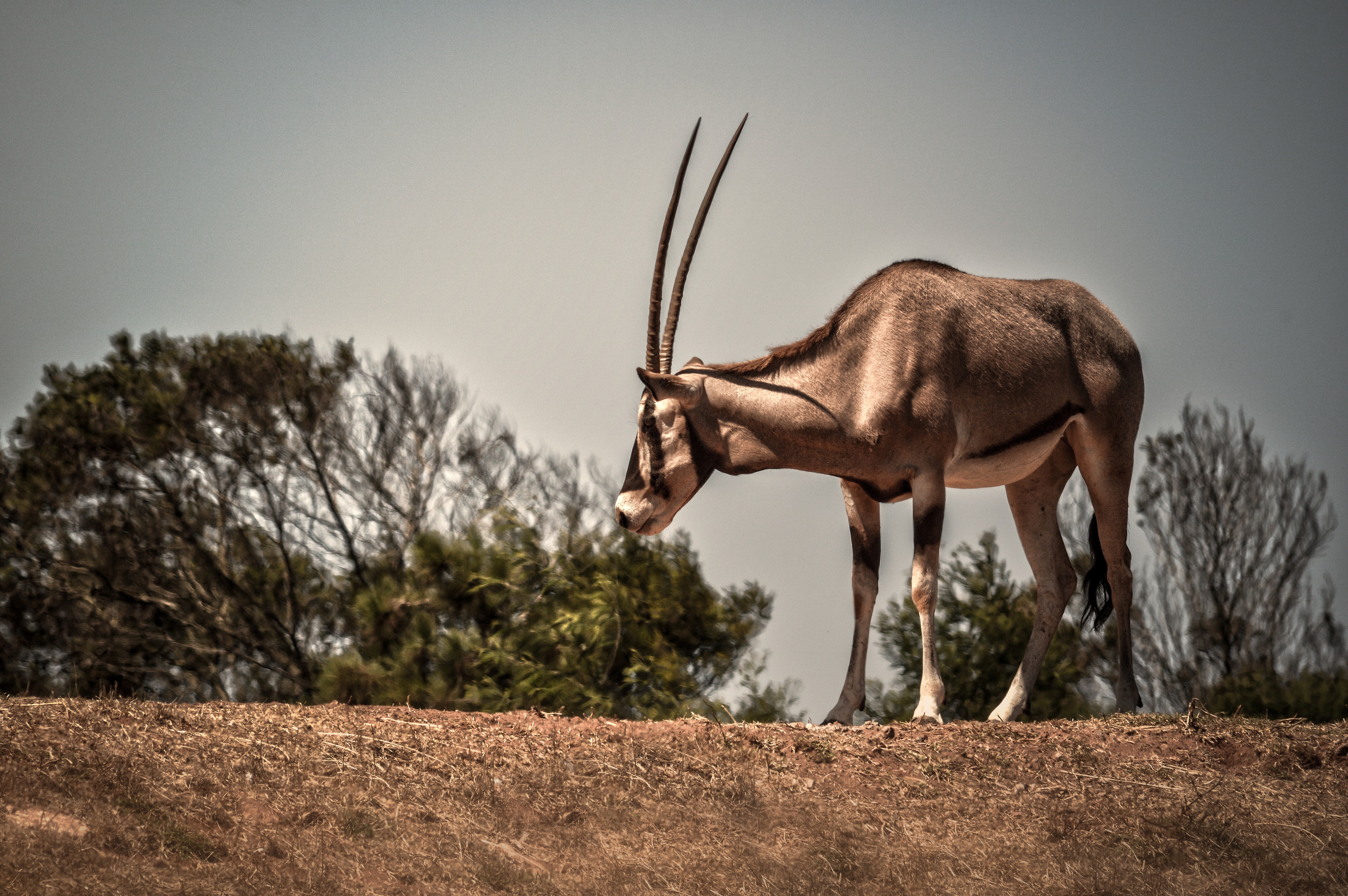 Gemsbok Photo, Download Free Gemsbok & HD Image