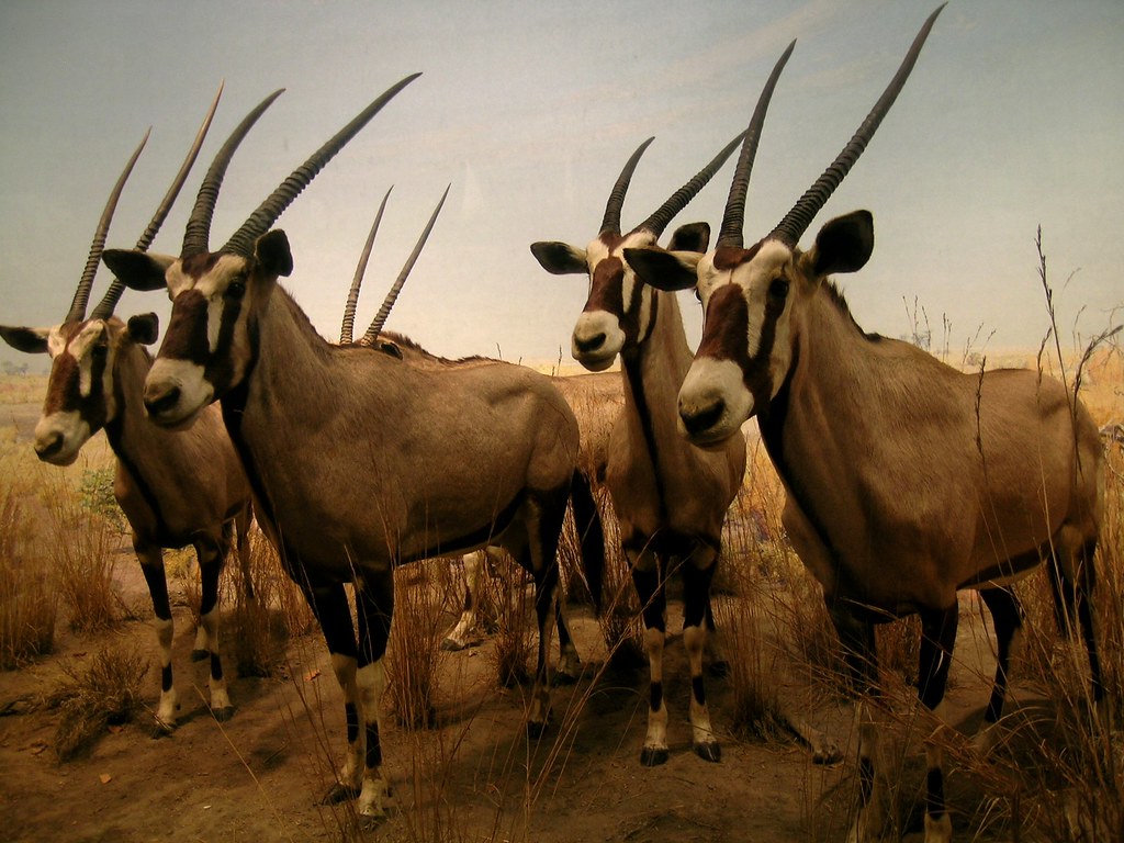 Gemsbok (Oryx gazella). They are considered among the most