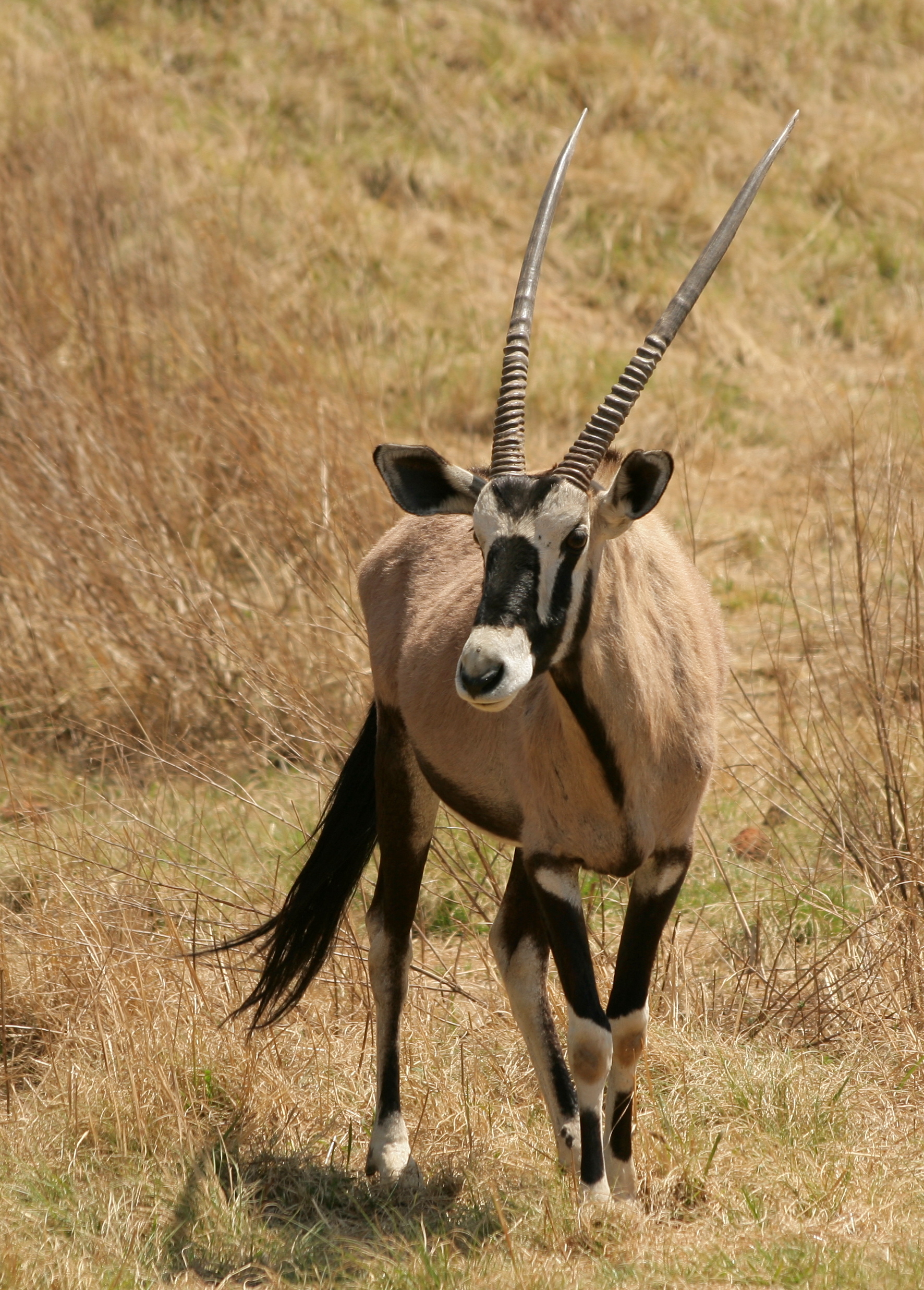 Gemsbok Rhino And Lion Reserve