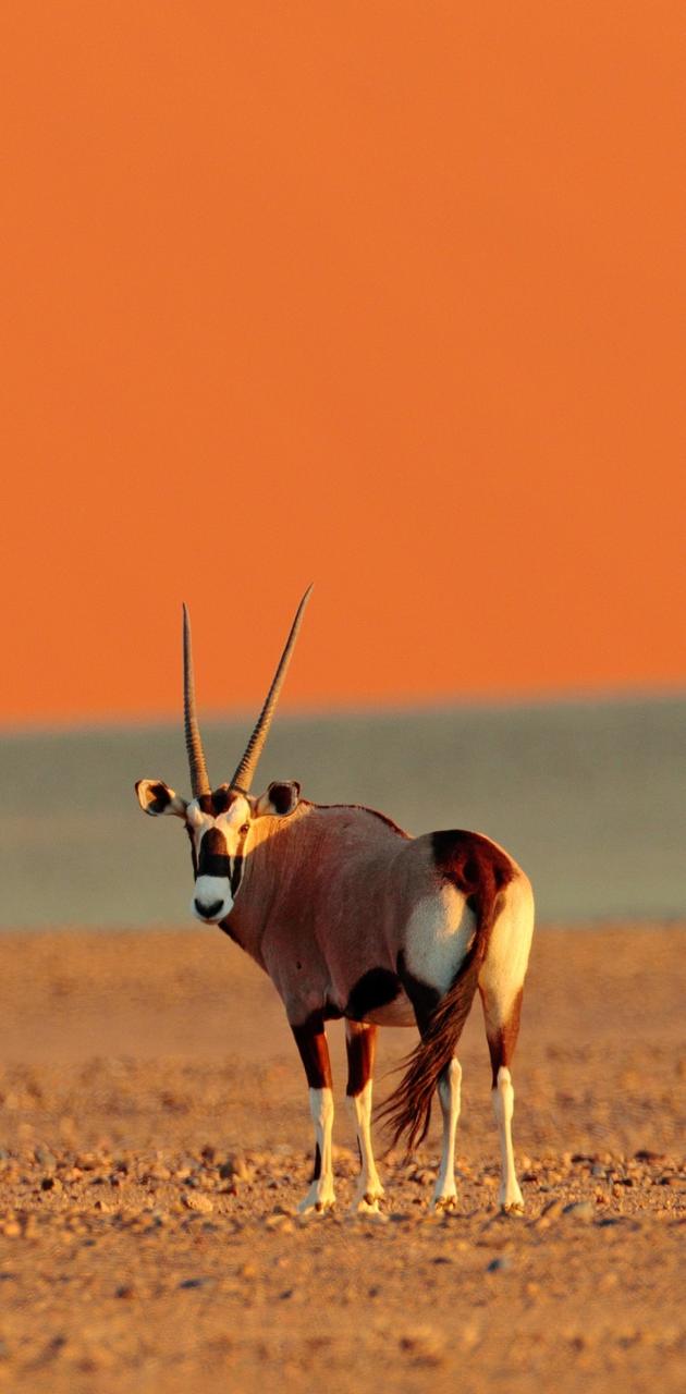 Beauty of Gemsbok# wallpaper