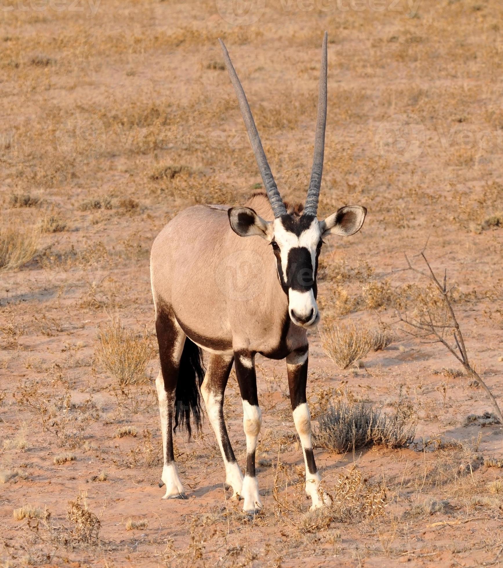 Gemsbok Antelope