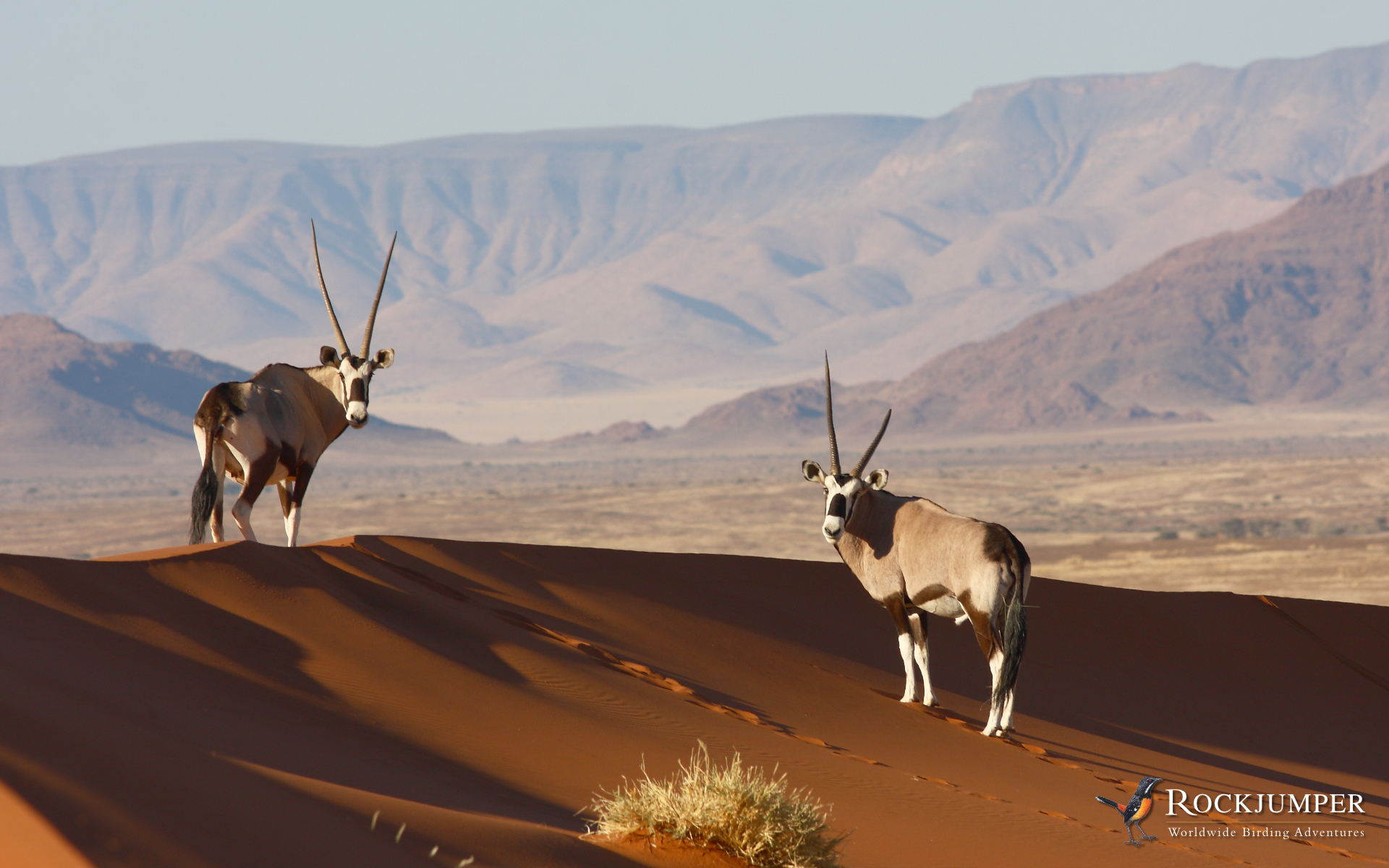 May 2021: Gemsbok (Oryx). Rockjumper Birding Tours