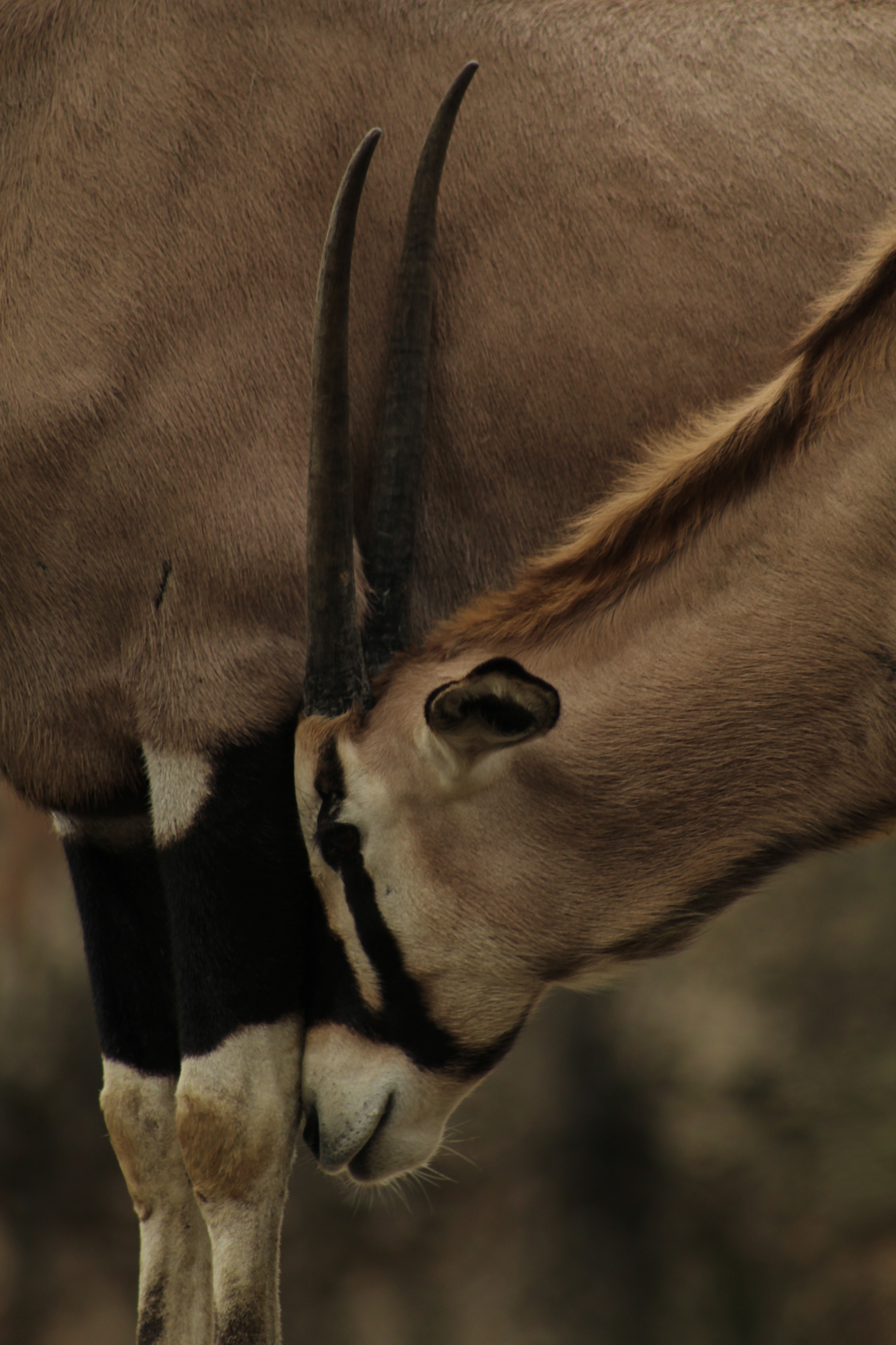 Gemsbok Photo, Download Free Gemsbok & HD Image