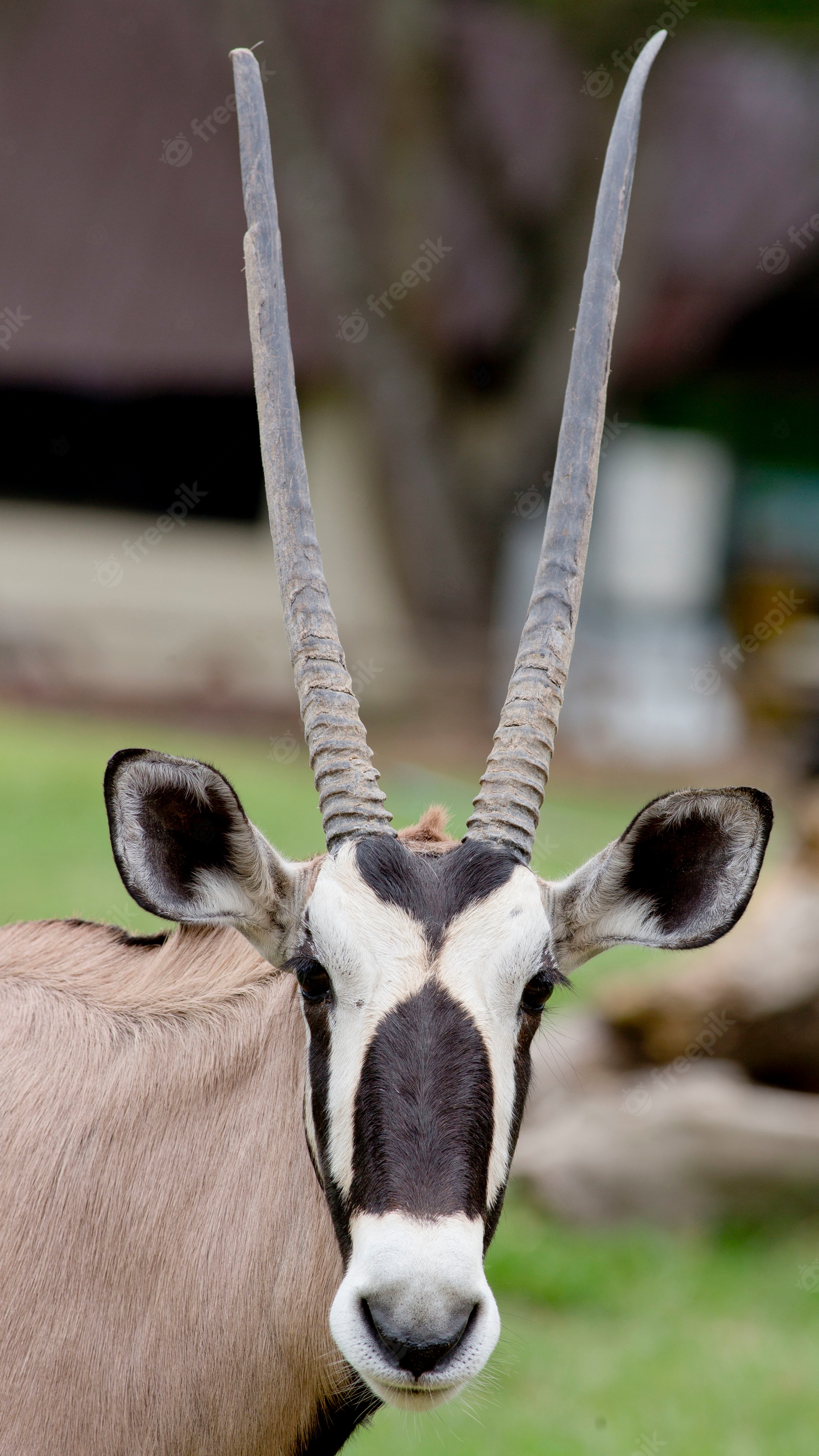 Gemsbok Image. Free Vectors, & PSD