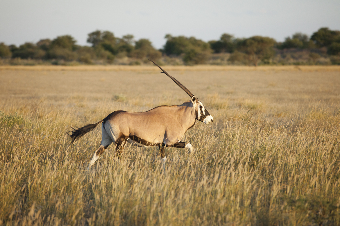 A gemsbok oryx in Botswana. Gemsbok in the Kalahari