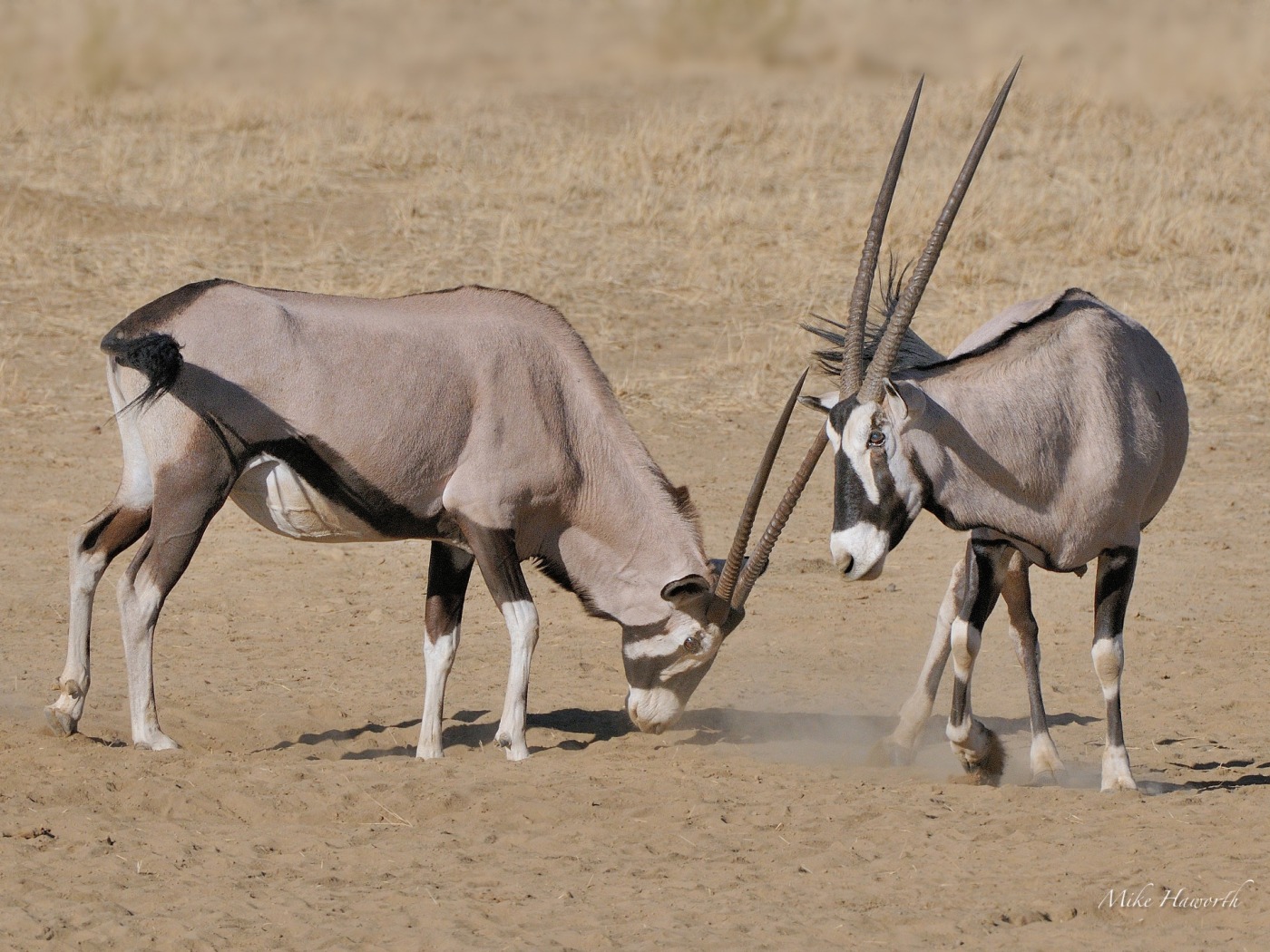 Gemsbok. Howie's Wildlife Image