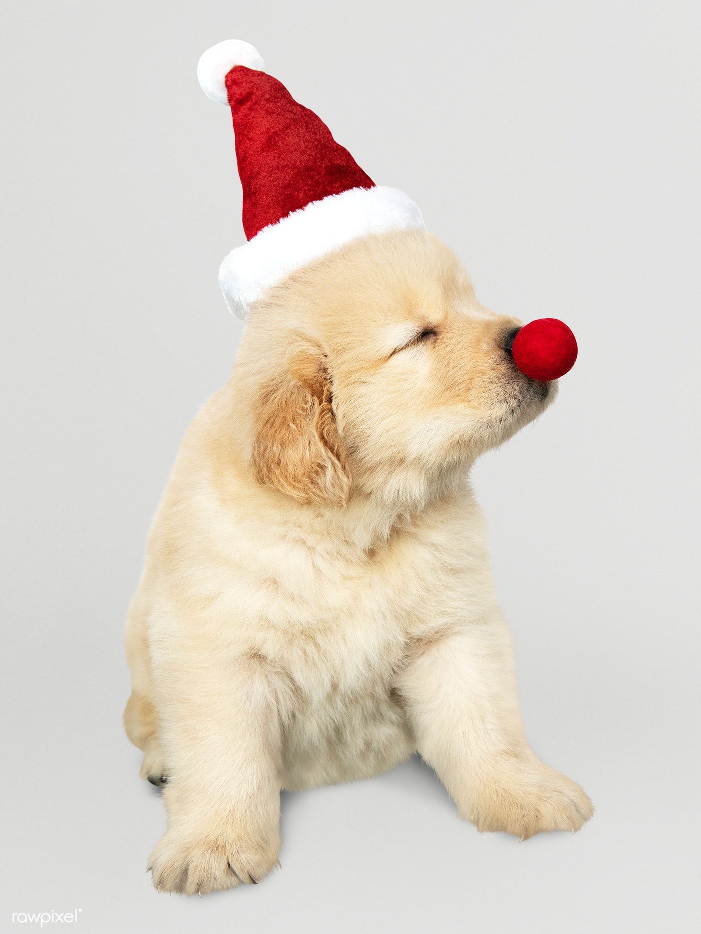 Download premium psd / image of Portrait of a cute Golden Retriever puppy wearing a Santa hat by Te. Cute puppy wallpaper, Retriever puppy, Golden retriever puppy
