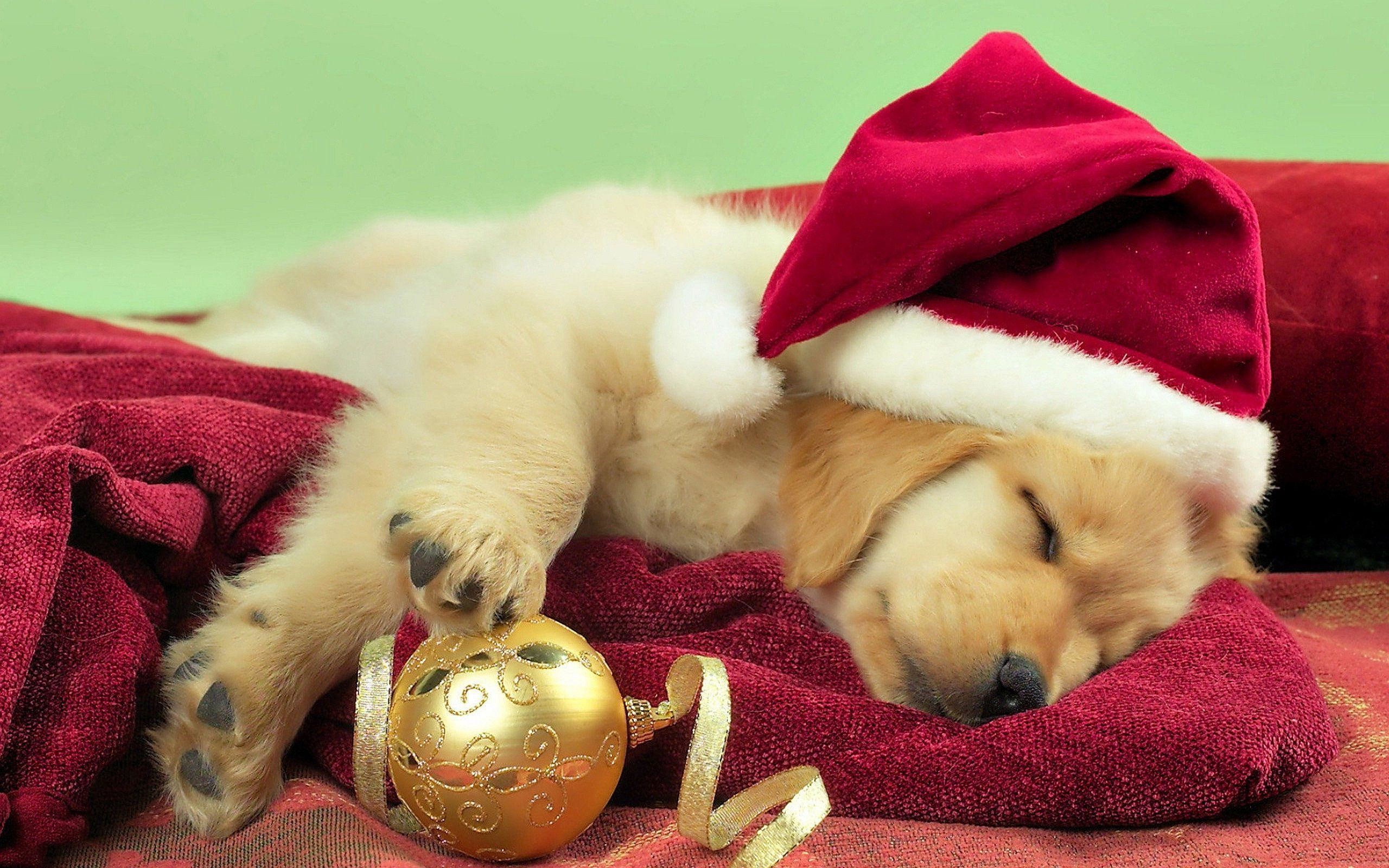 Christmas Puppy Wallpaper