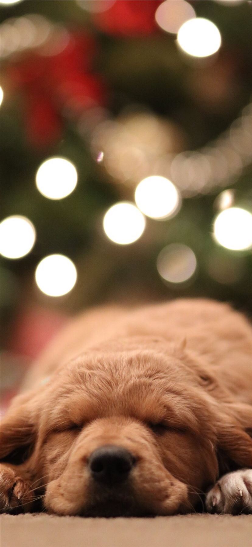 golden retriever puppy bokeh photography iPhone 11 Wallpaper Free Download