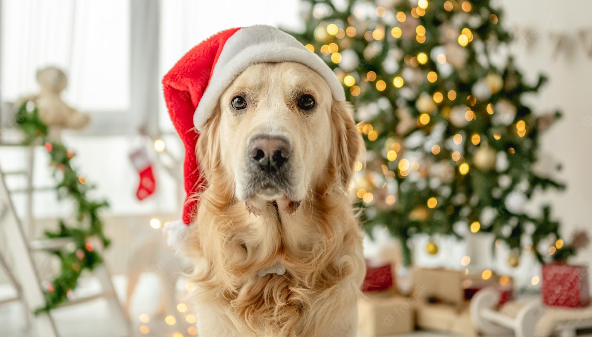 thumbnail image 2 of Christmas Golden Retriever Dog Canvas Tote Bag For Shopping 13x15, Xmas 2 of 12