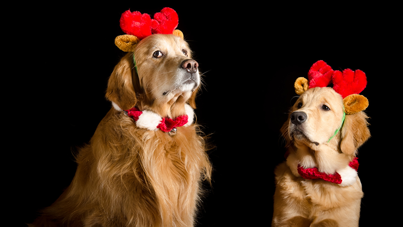 Picture Golden Retriever Dogs New year Horns 2 Animals 1366x768