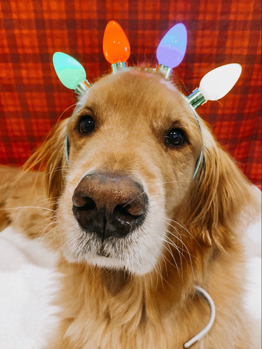 CHRISTMAS DOG WALLPAPER. Dog wallpaper, Golden retriever, Christmas dog