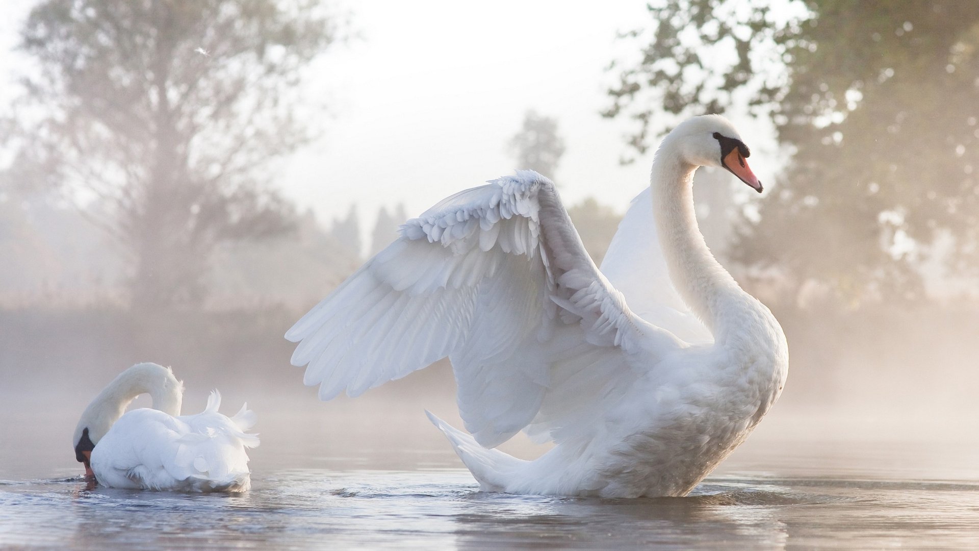 Mute Swan Wallpapers - Wallpaper Cave