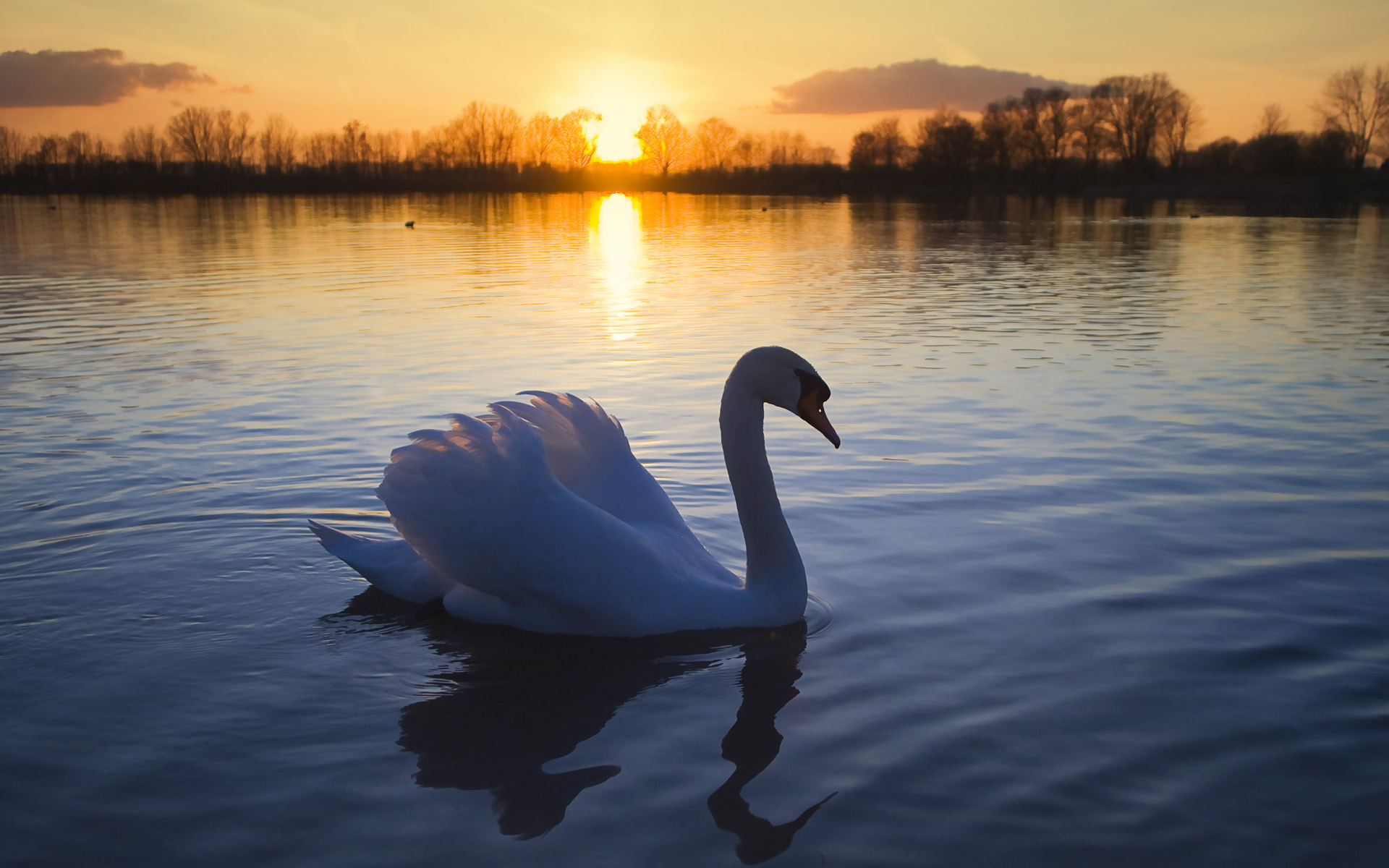 Mute Swan HD wallpaper