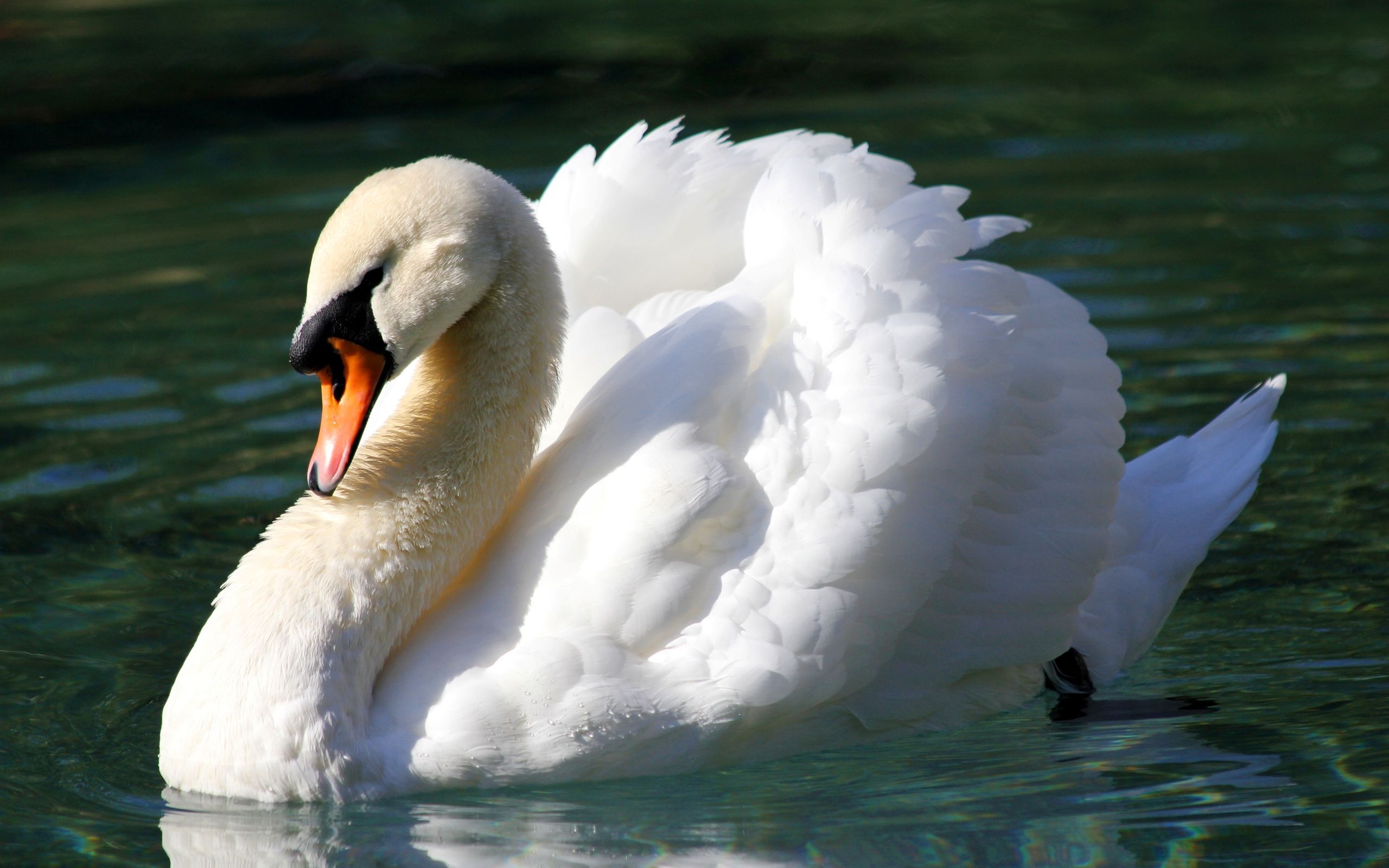 freewallsource.com Resources and Information. Mute swan, Swan, Swan wallpaper