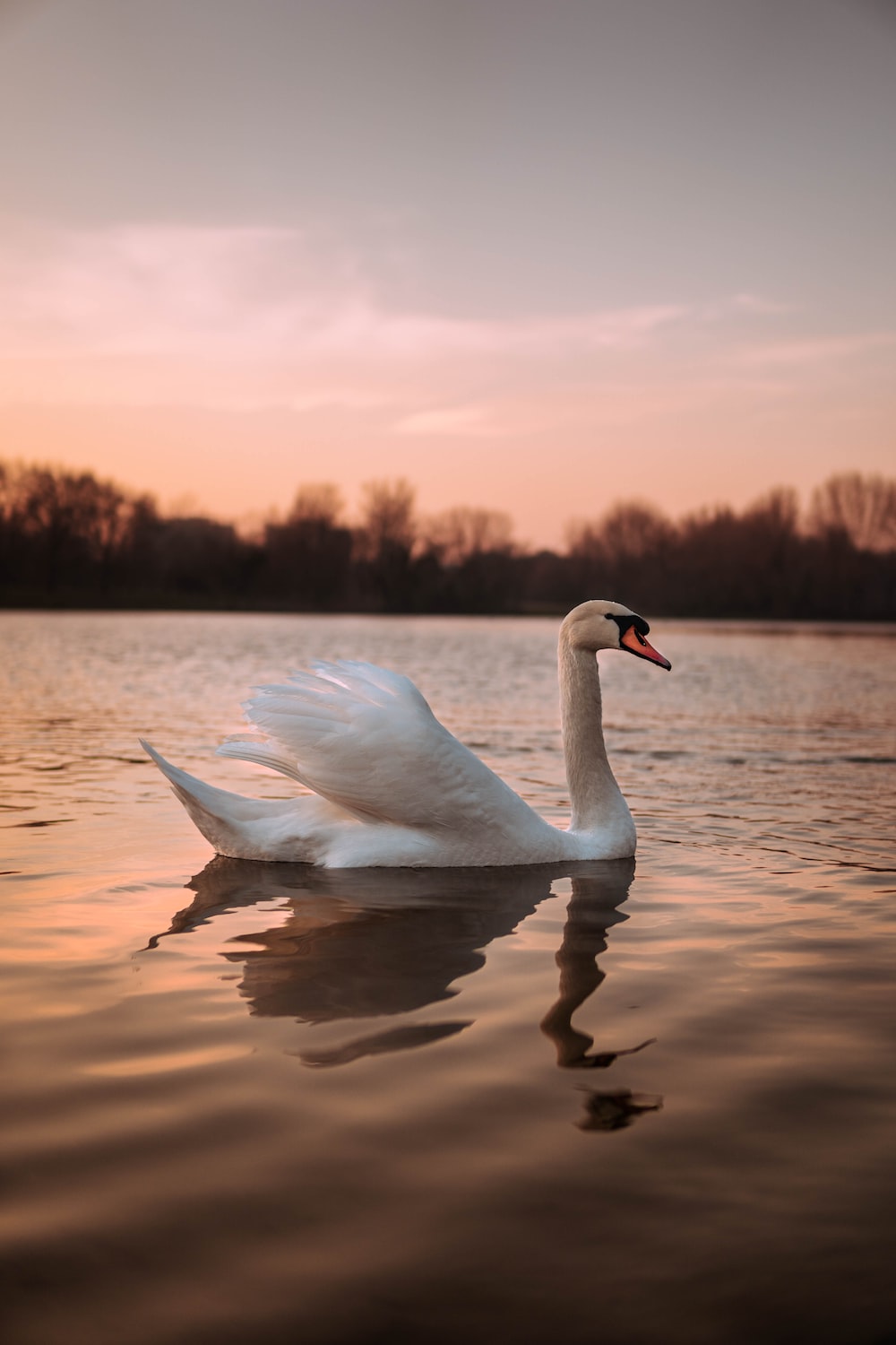 Swan Picture [HD]. Download Free Image