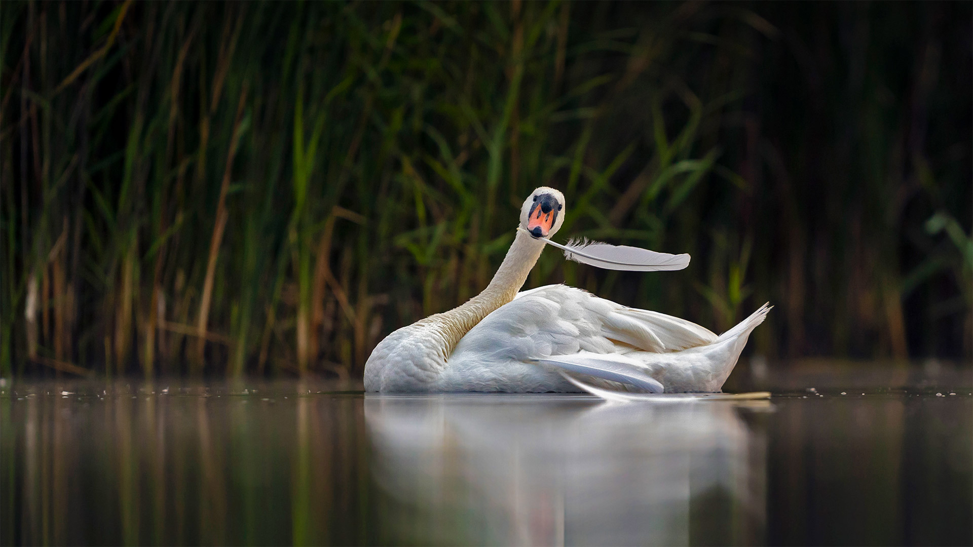 Mute Swan Wallpapers - Wallpaper Cave