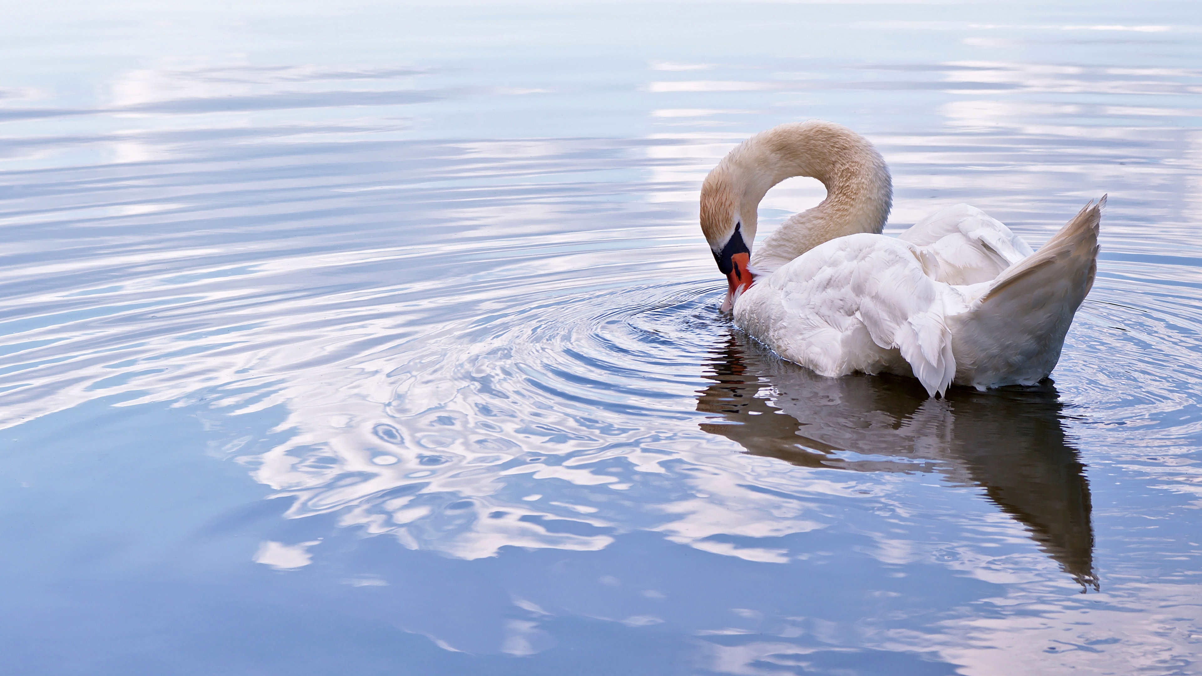 Mute swan Wallpaper