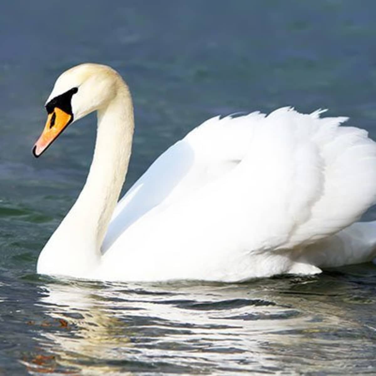 What Is a Mute Swan?