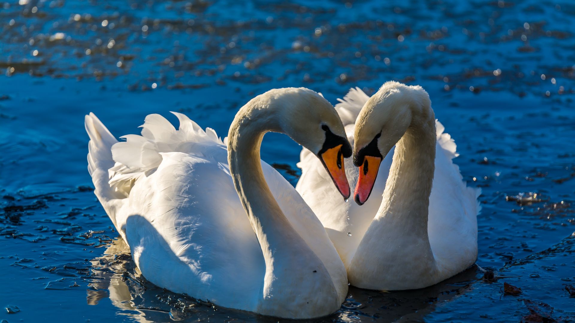 Desktop Wallpaper Swan Pairs, Birds, Swim, Love, HD Image, Picture, Background, B2f16b