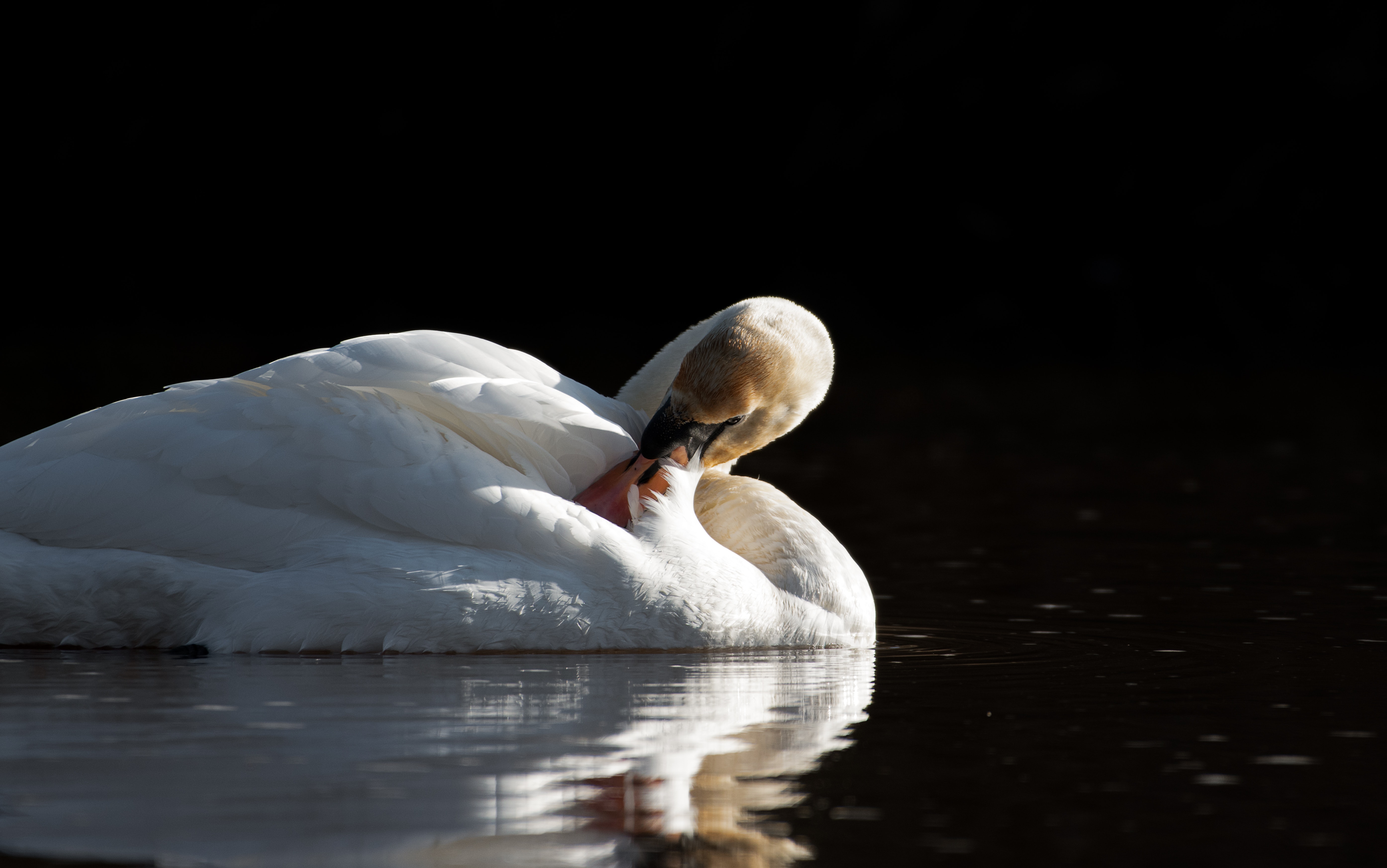 Mute Swan Photo, Download Free Mute Swan & HD Image