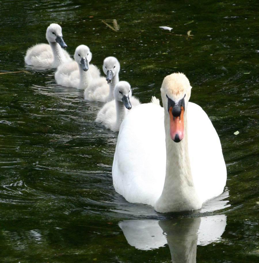 Mute Swan Duck Picture
