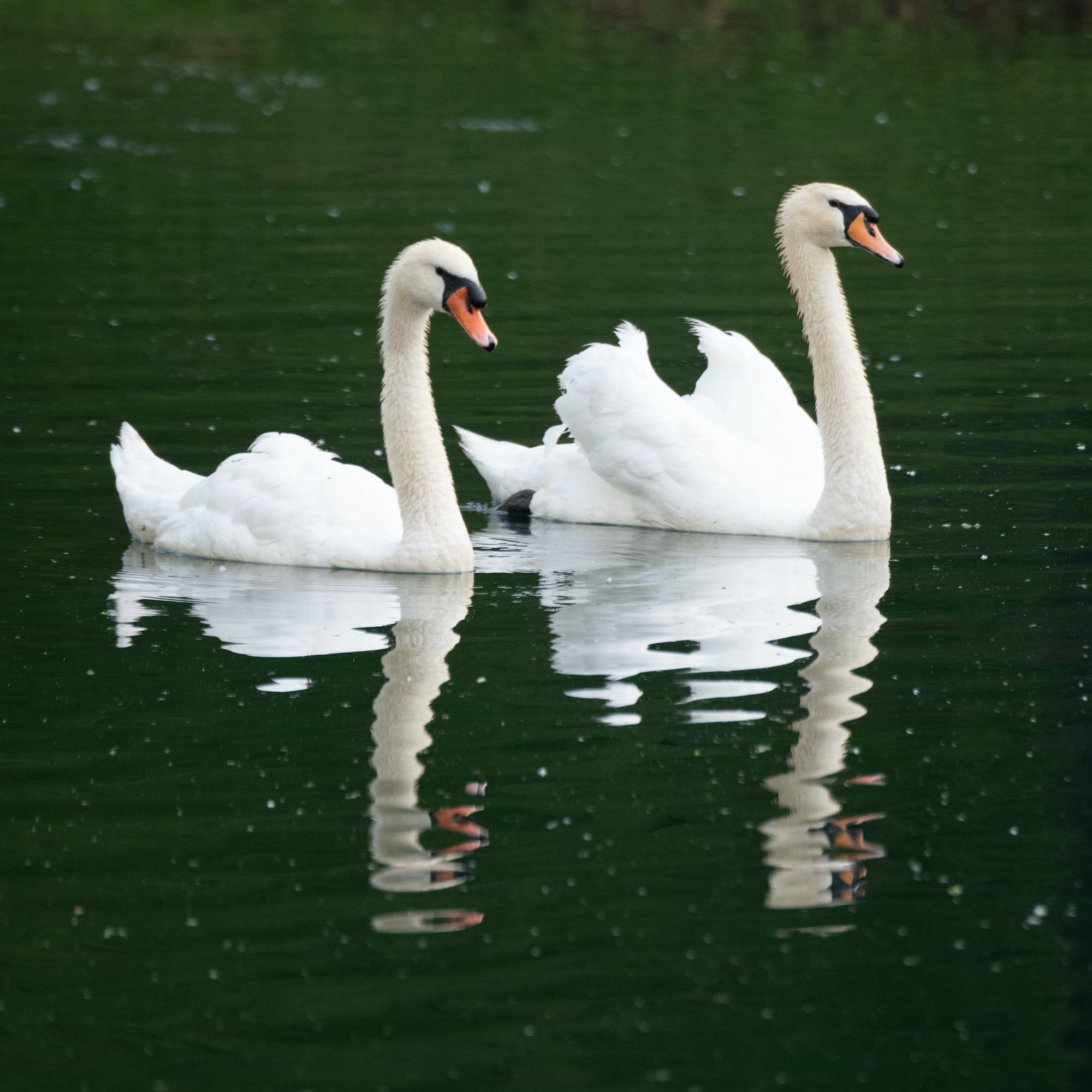 Mute swans swimming together peacefully on a lake. Photo by Robert Woeger. Swan, Mute swan