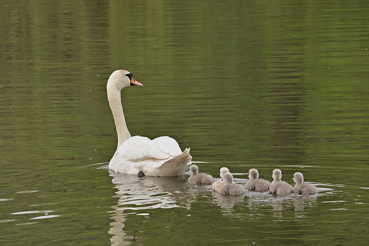 Mute Swan Cygnets Lake Water