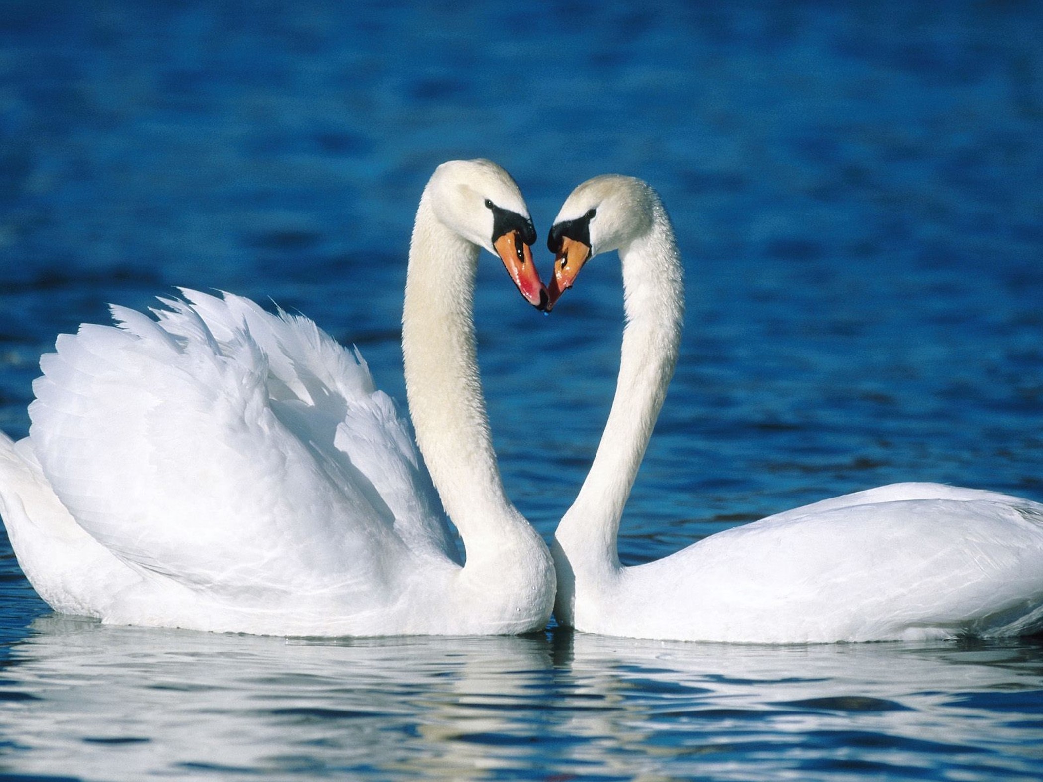 Mute Swans Affectionate Wallpaper- Free HD Downloads