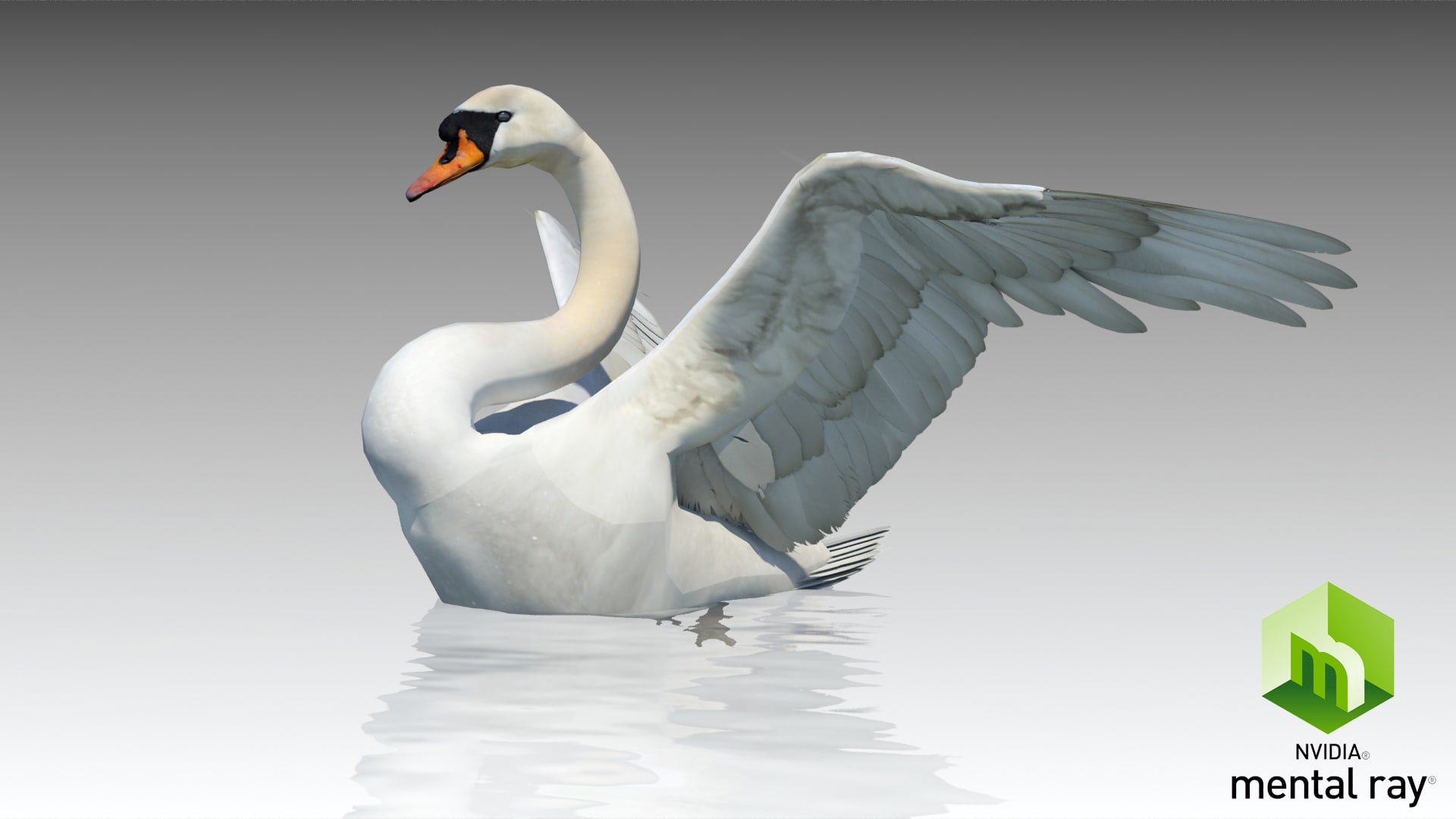 Mute Swan in Characters