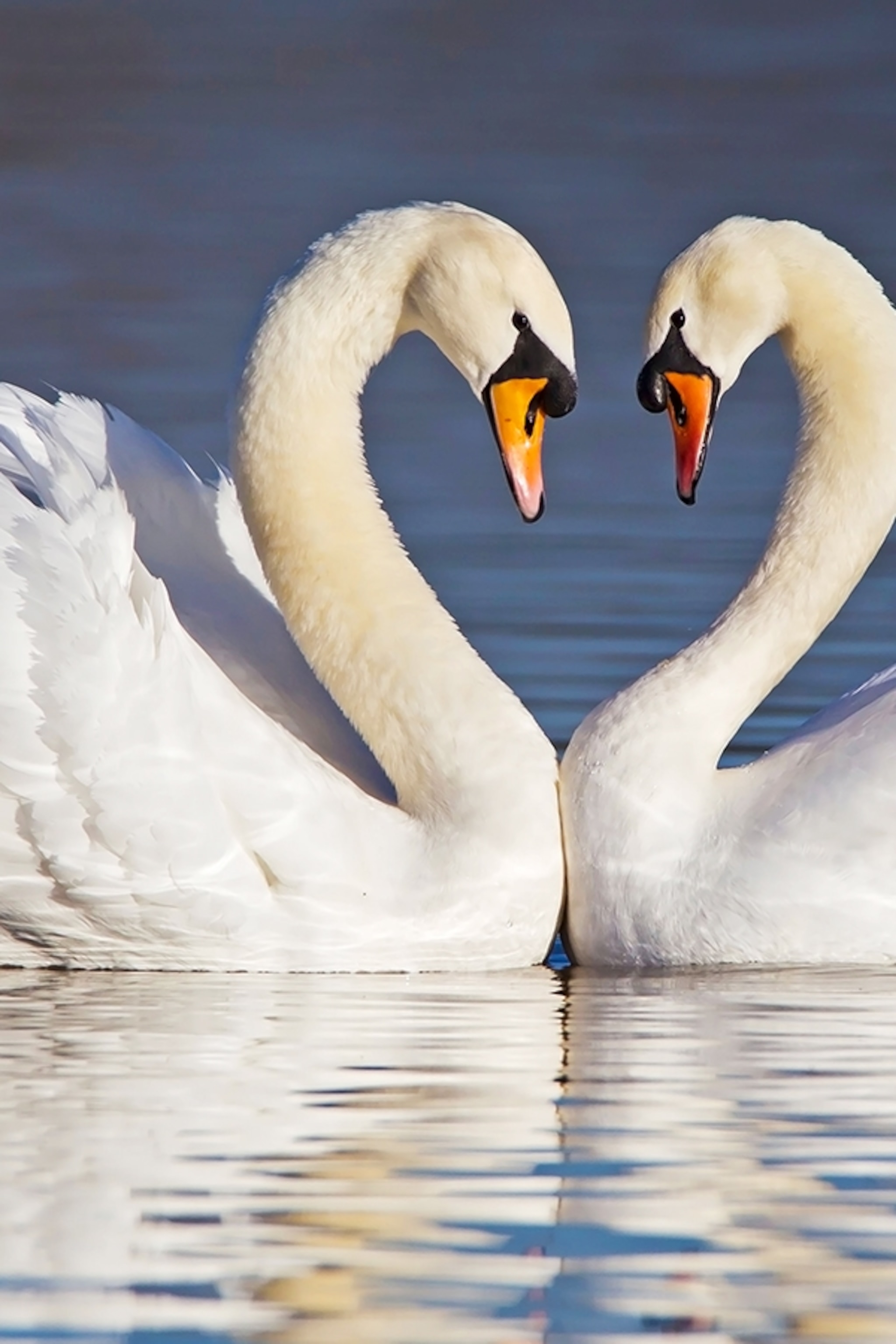 Mute swan wallpapers wallpaper cave