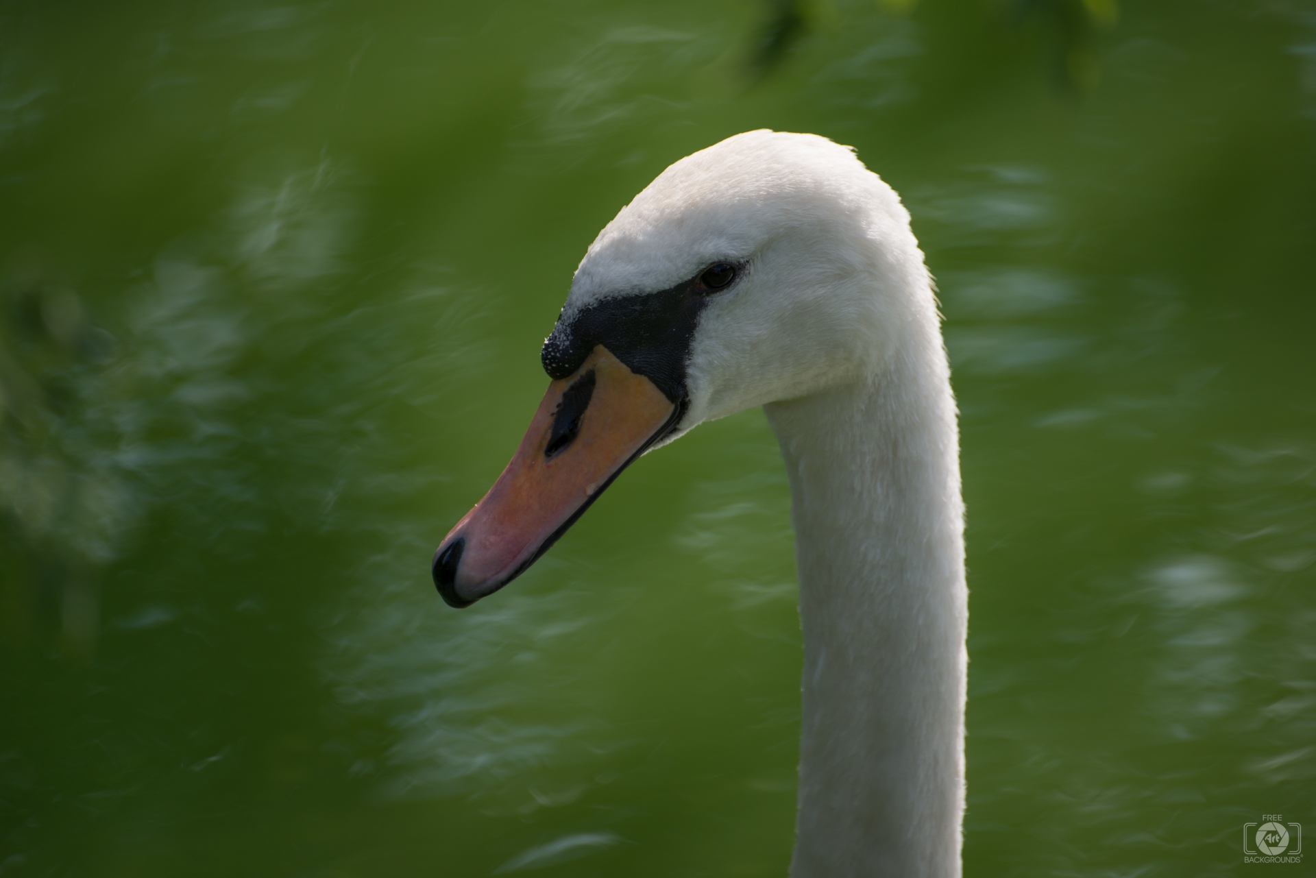 Mute Swan Head And Neck Background Quality Free Background