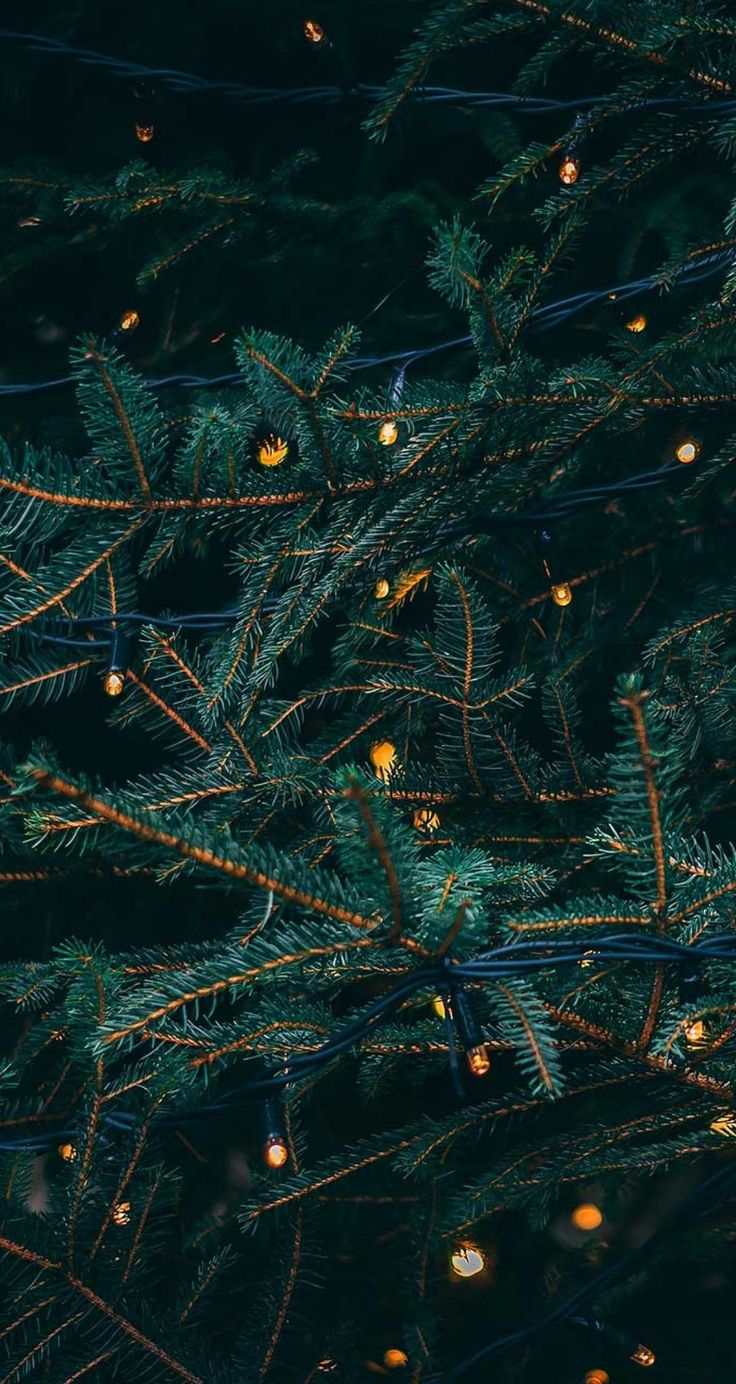 Green. Christmas phone wallpaper, Wallpaper iphone christmas, Christmas wallpaper