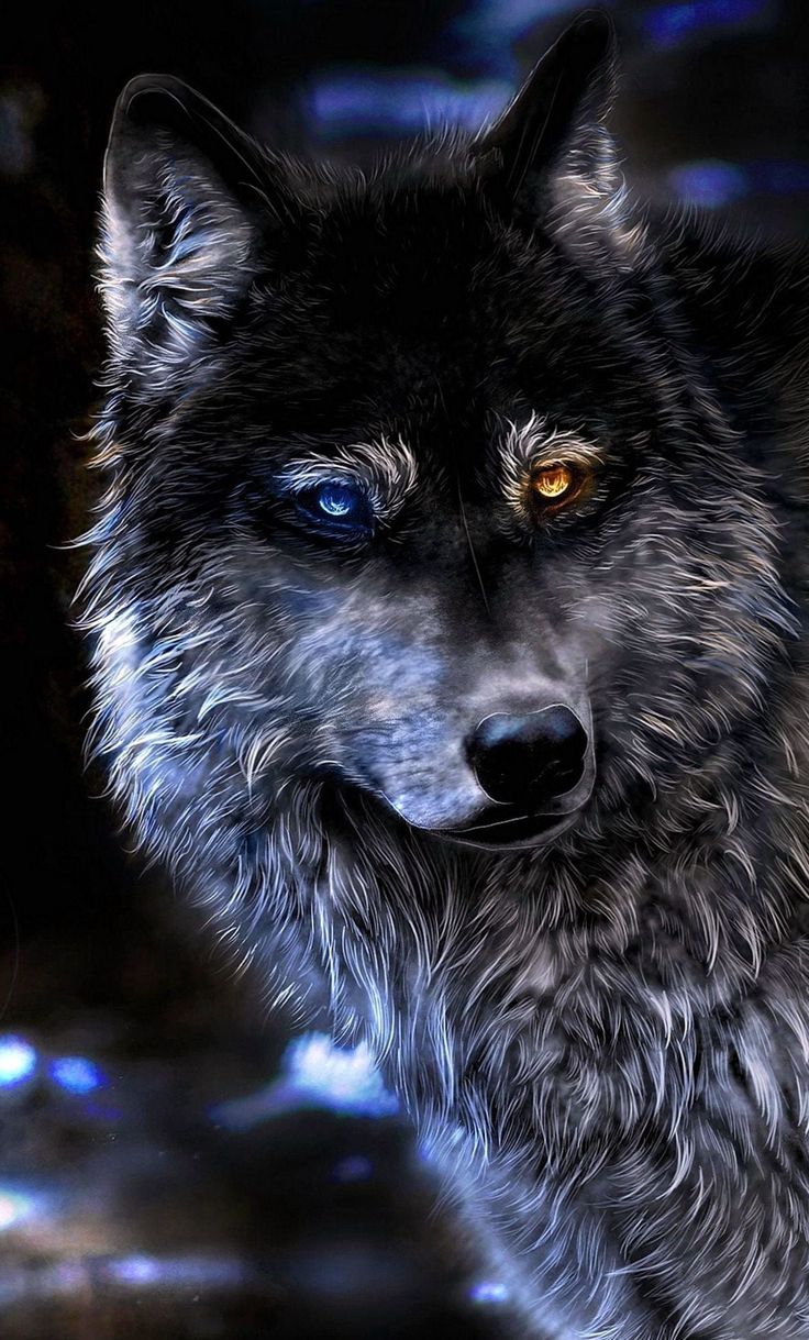 Stunning HD and 2K Wolf Image