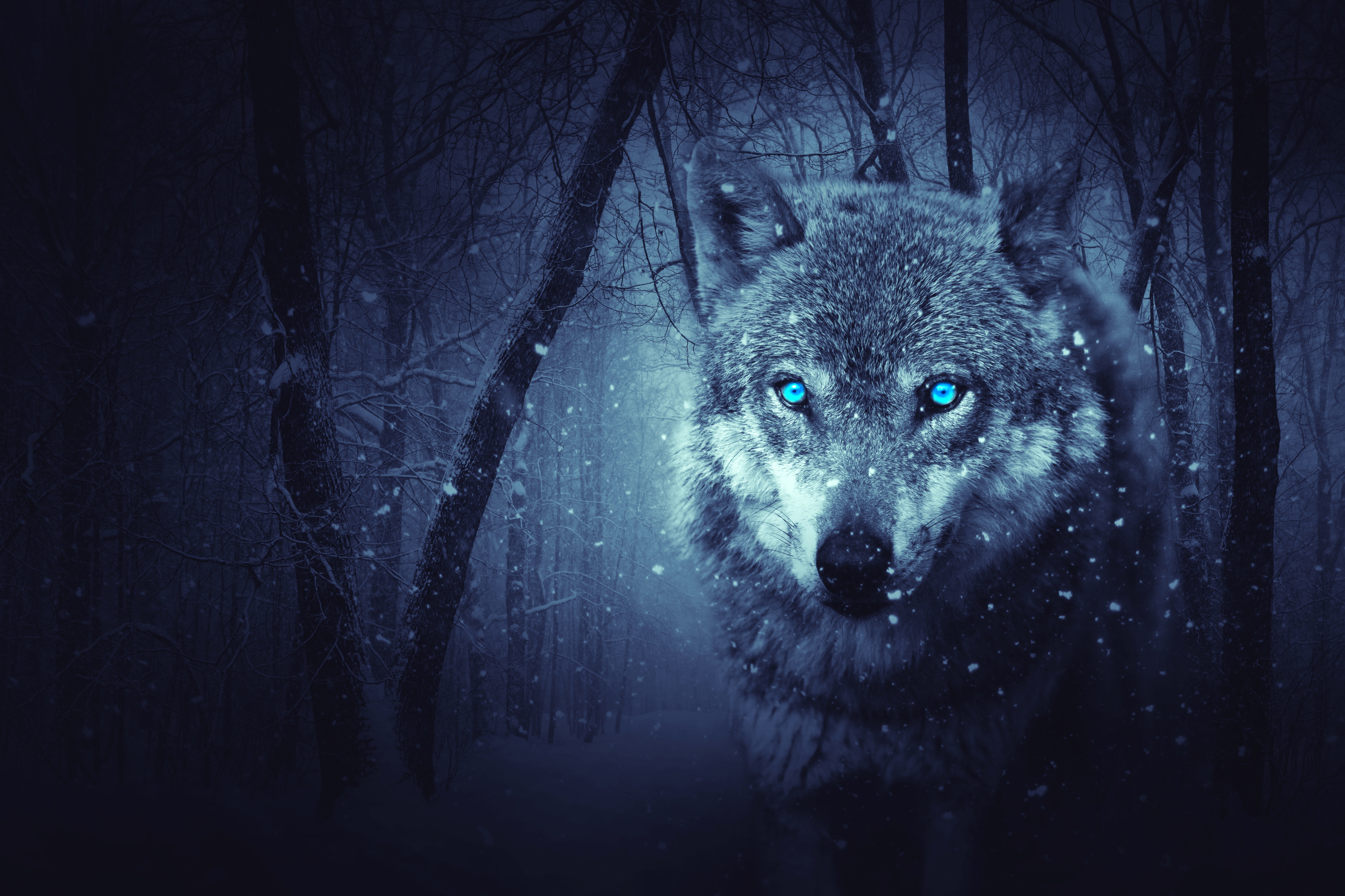 Download Wolf wallpaper for mobile phone, free Wolf HD picture